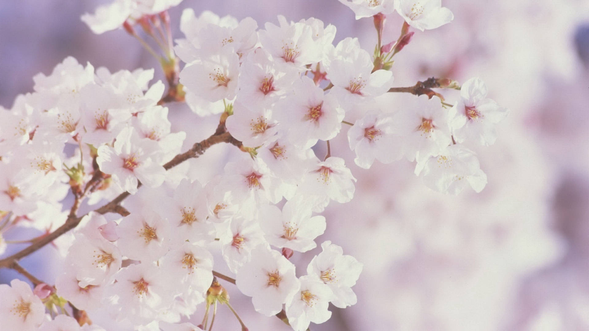 White Cherry Blossom Beautiful Spring Background