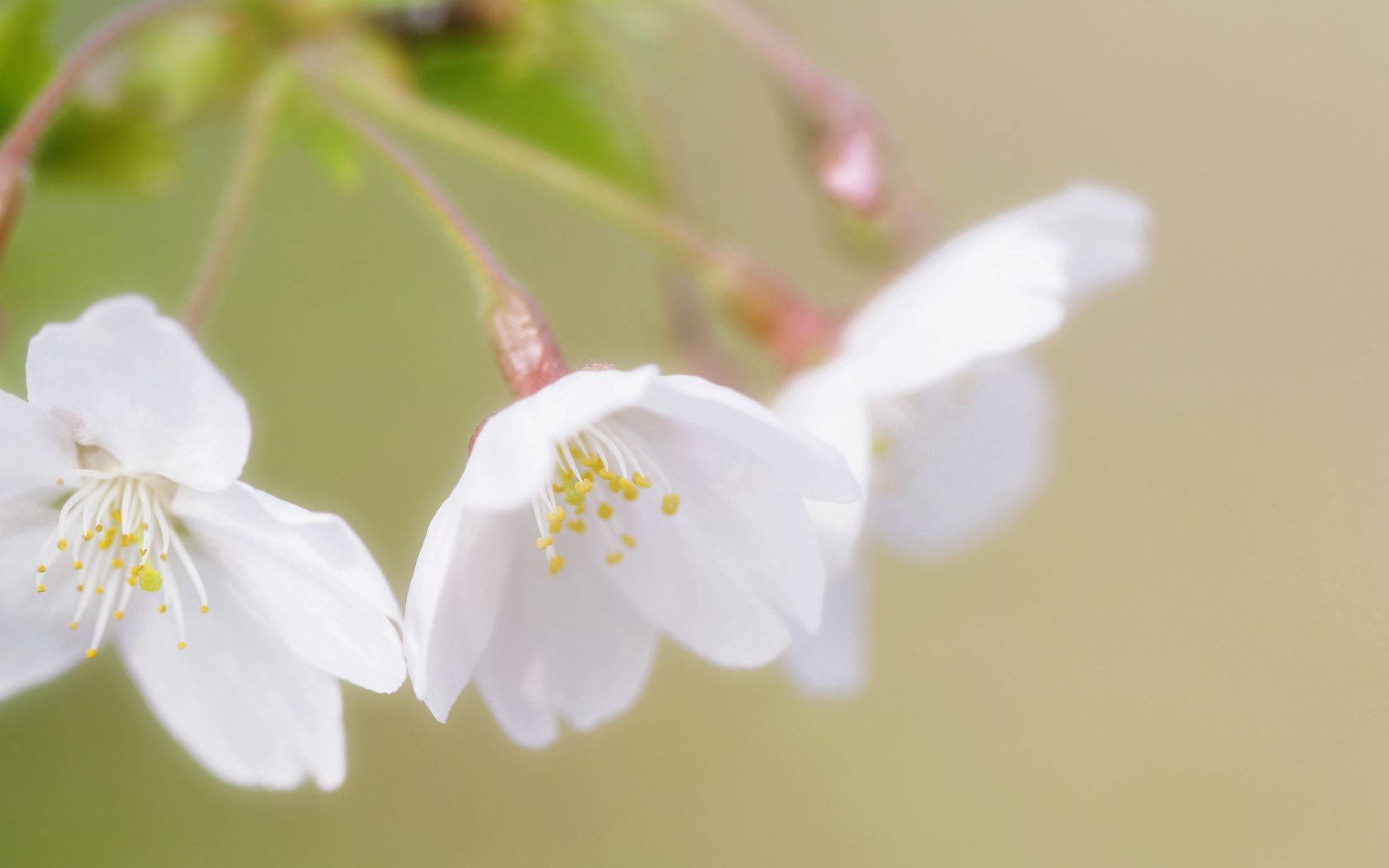White Cherry Blossom Flowers Background
