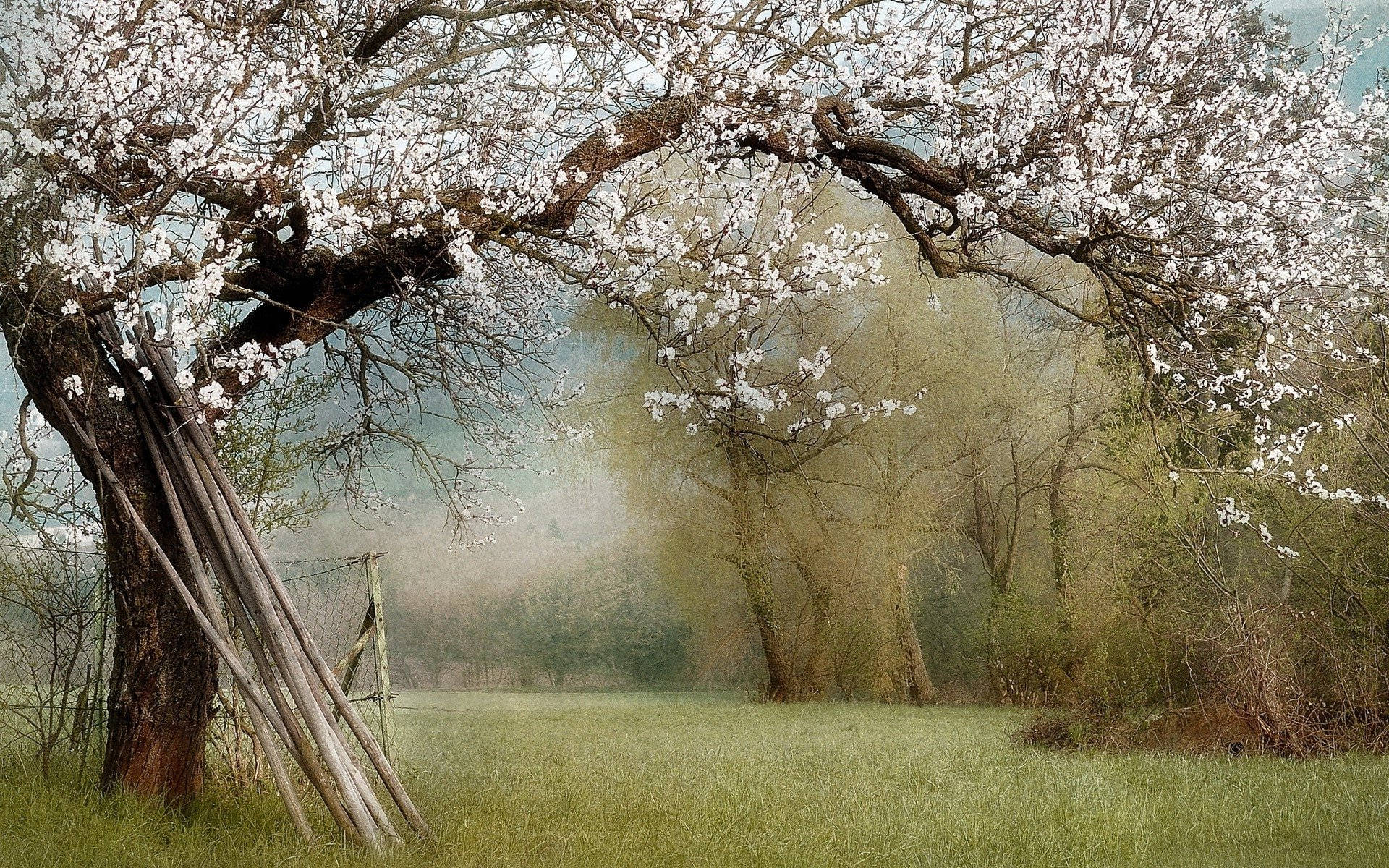 White Cherry Blossom Tree Background