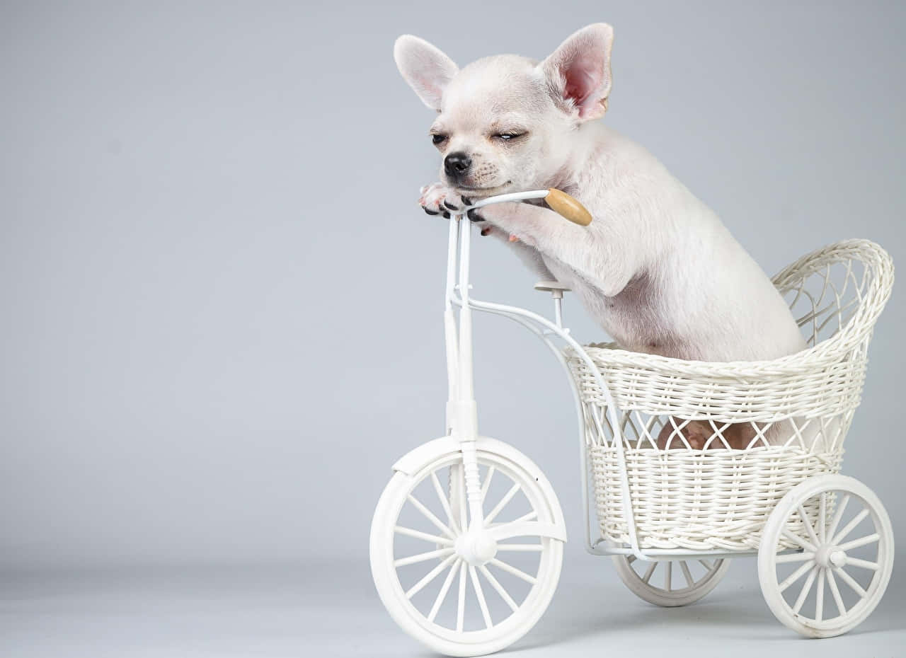 White Chihuahua Dog Bike Photoshoot Background