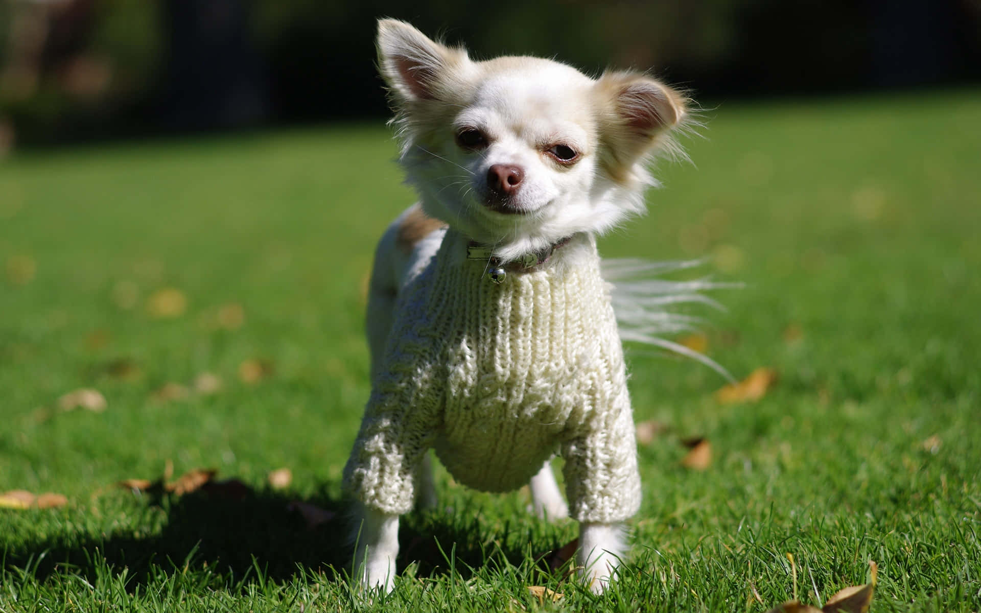 White Chihuahua Dog On Sweater Background