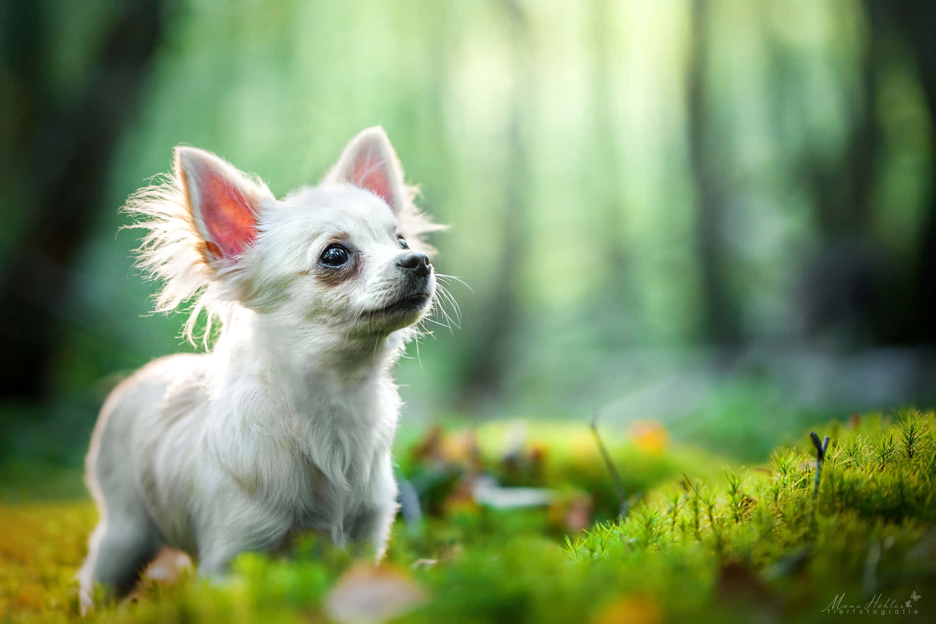 White Chihuahua Dog Wondering In A Forest Background