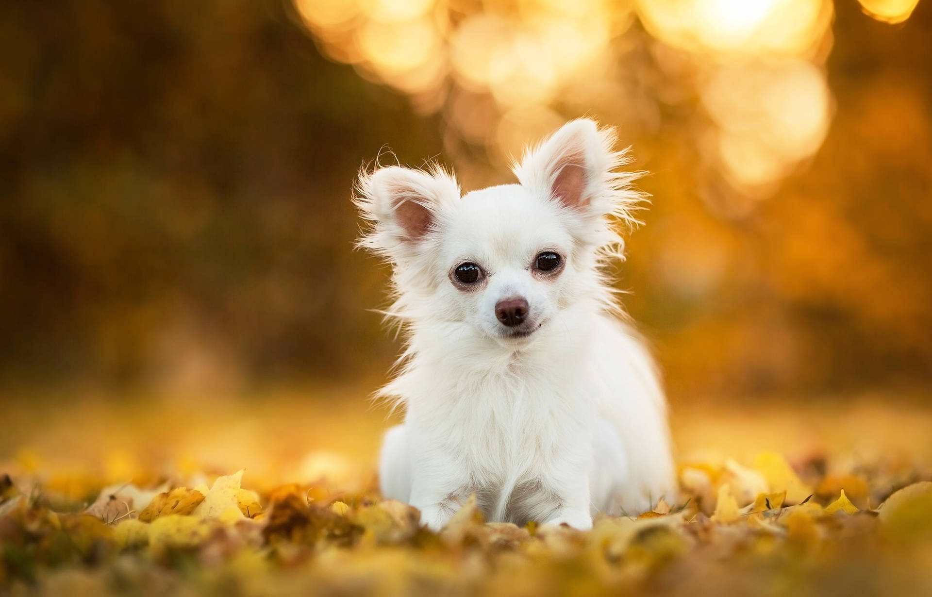 White Chihuahua Photography Background
