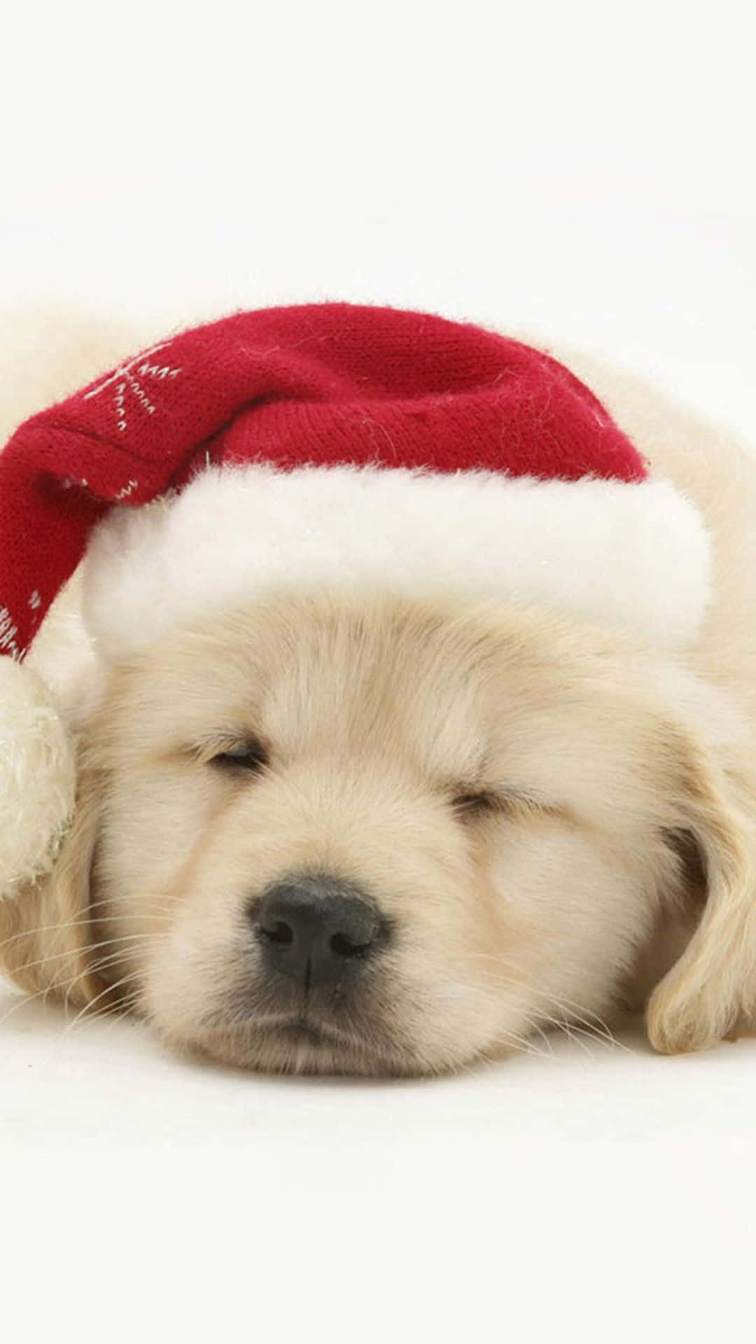 White Christmas Dog Sleeping Background