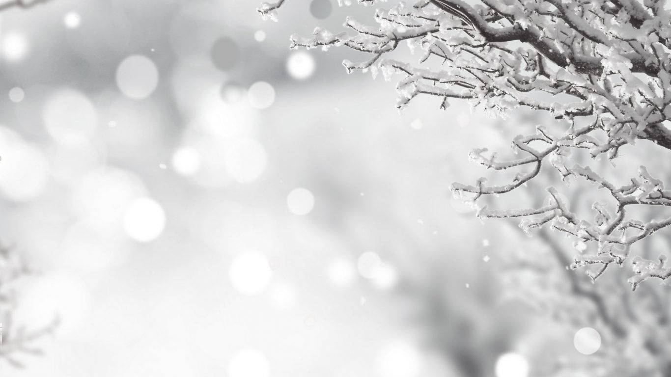 White Christmas In Winter Background