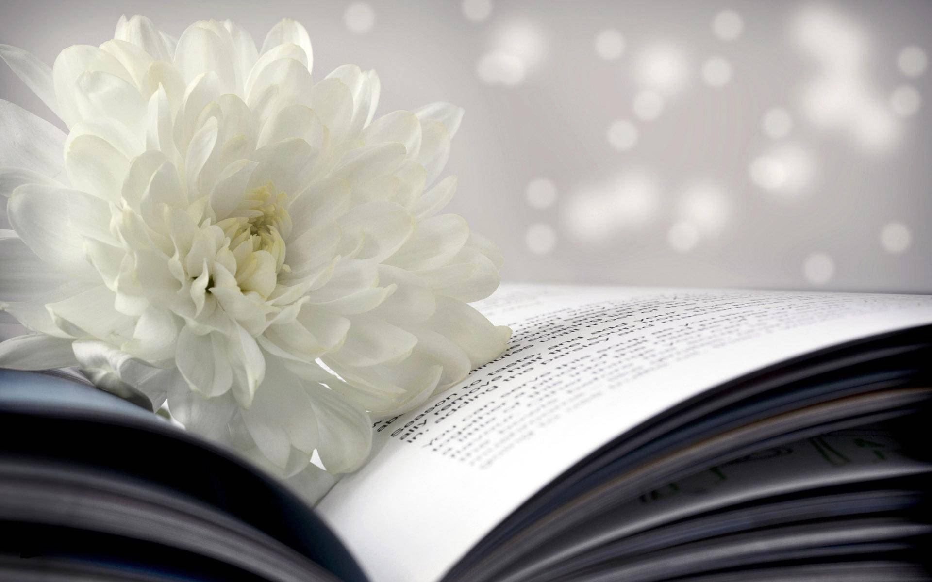 White Chrysanthemum Book Close-up