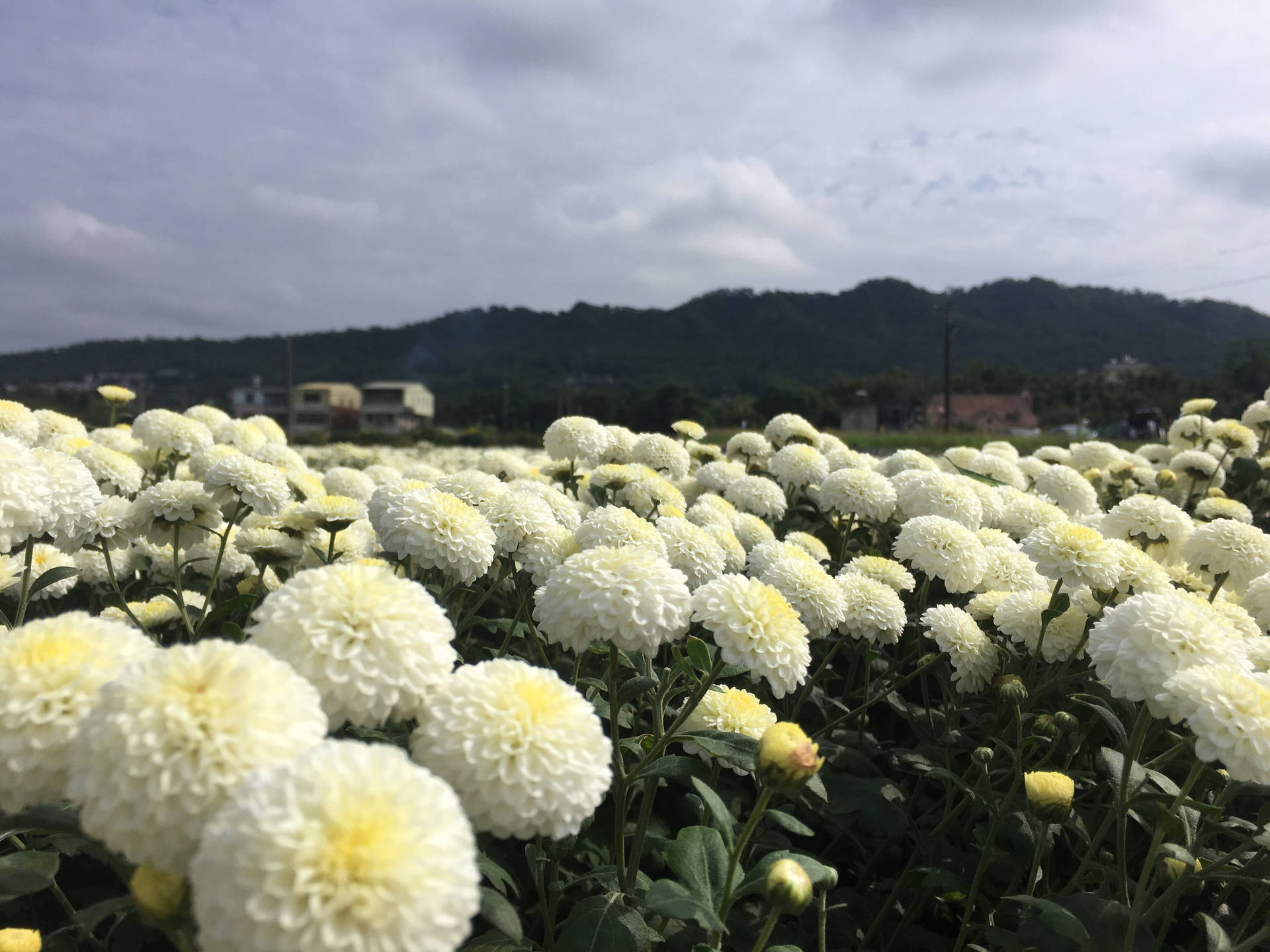 White Chrysanthemum Flower Field Background