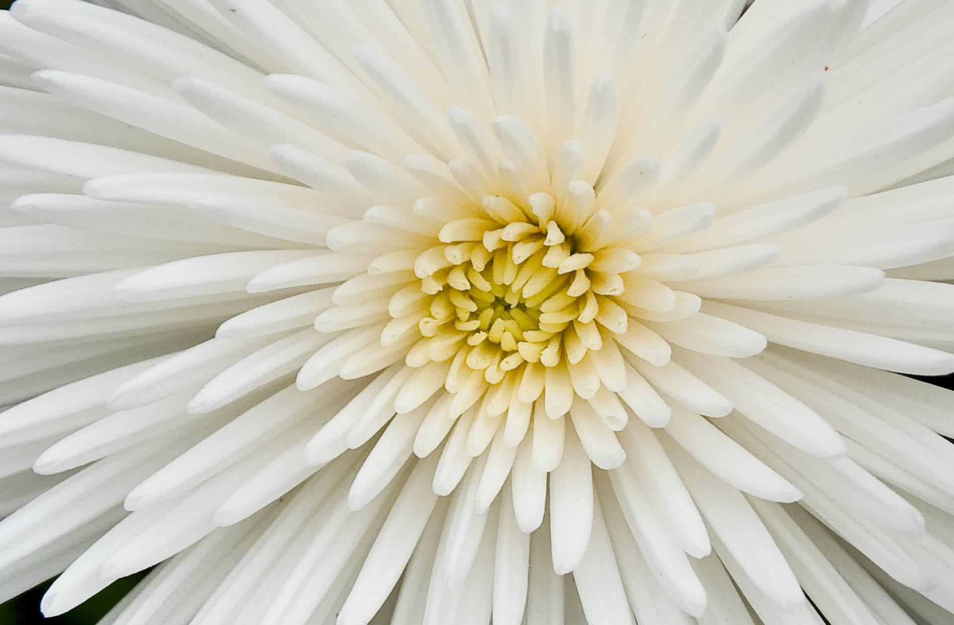 White Chrysanthemum Flower Macro