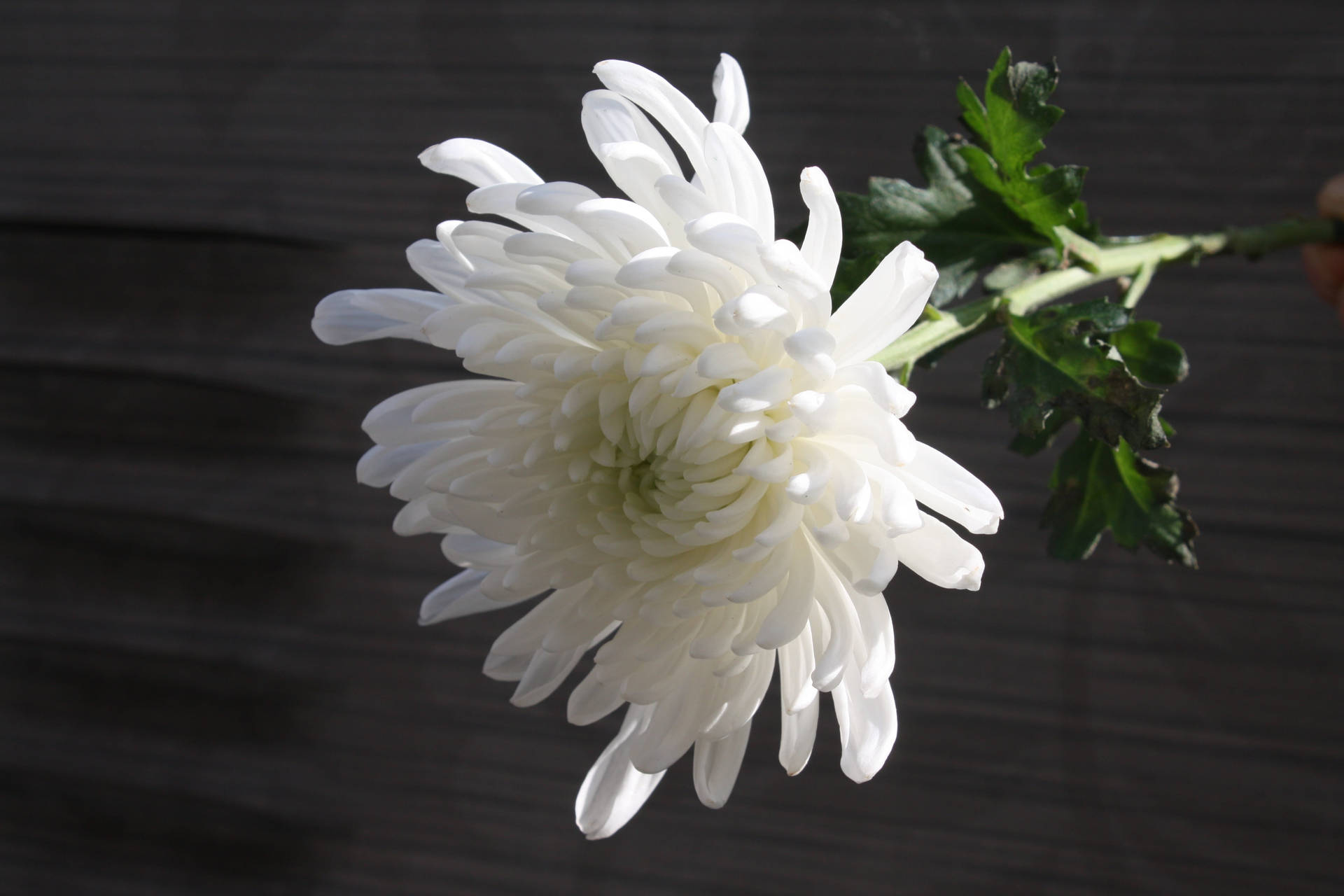 White Chrysanthemum Flower Background