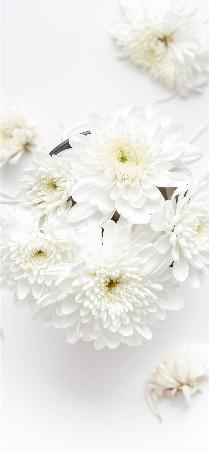 White Chrysanthemum Iphone Background
