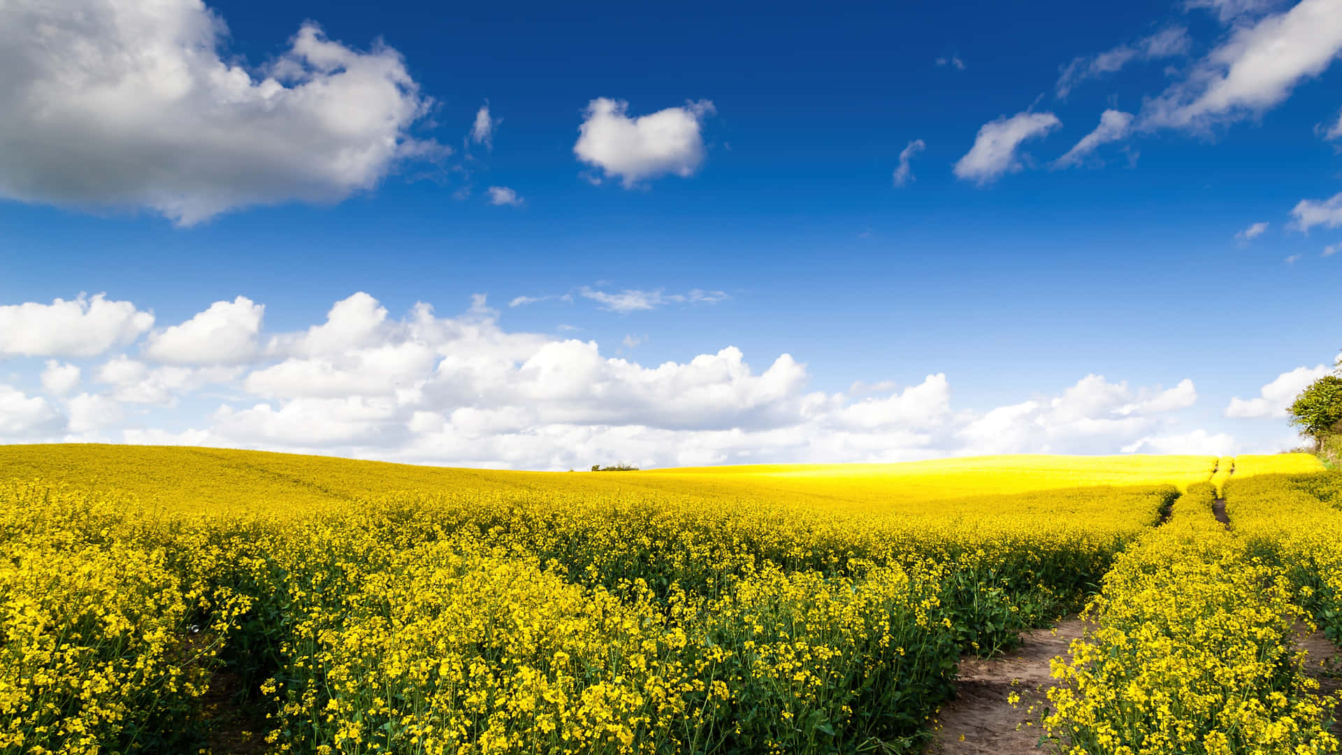 White Clouds Green Field Background