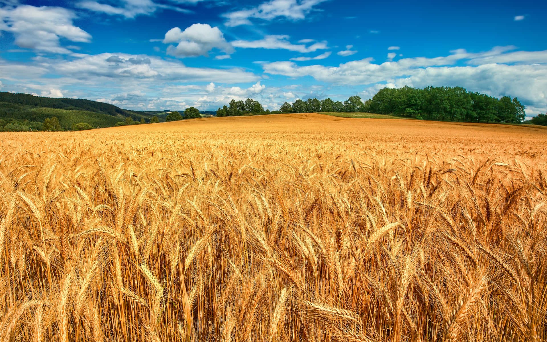 White Clouds On Fields Background