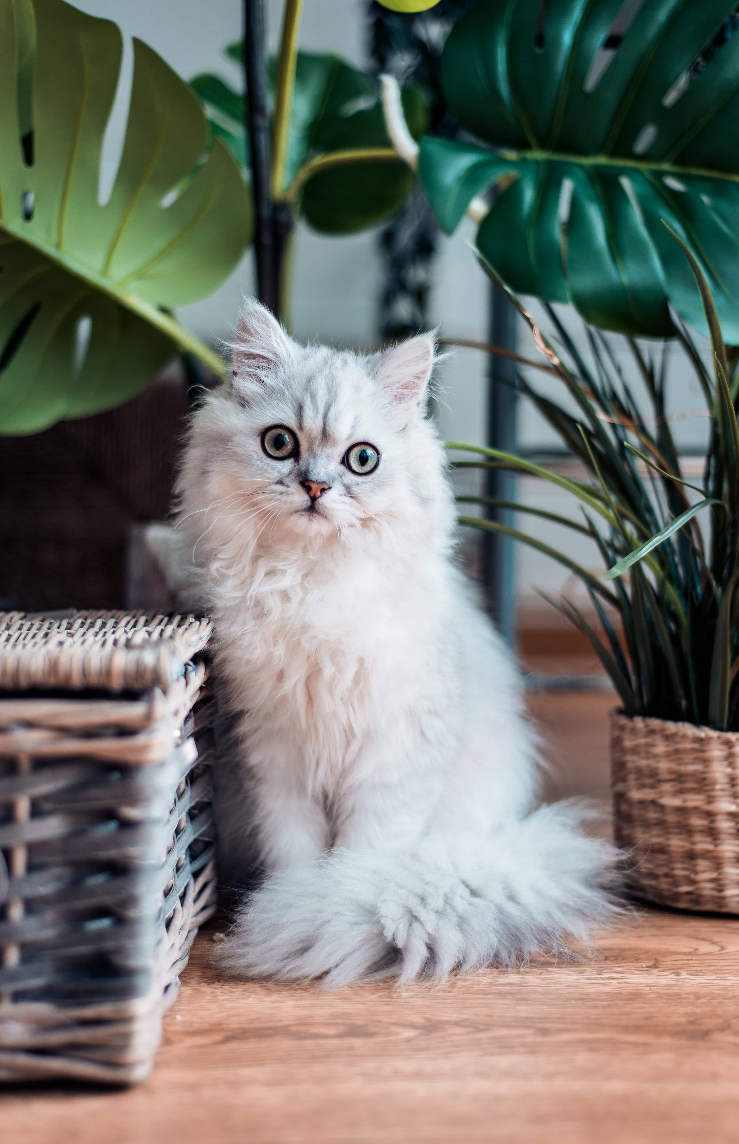 White Coated Persian Cat Pfp Background