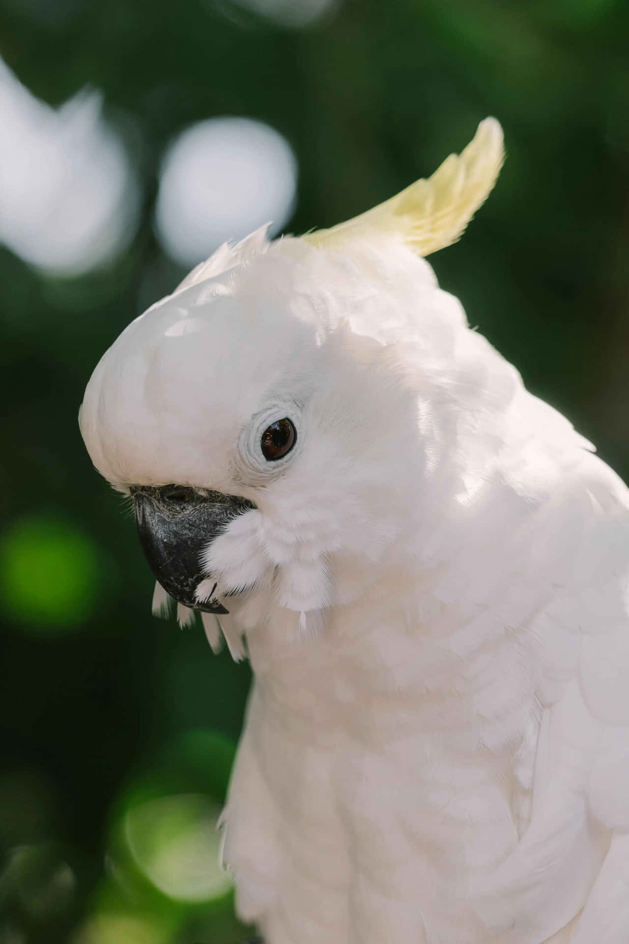 White Cockatoo Portrait