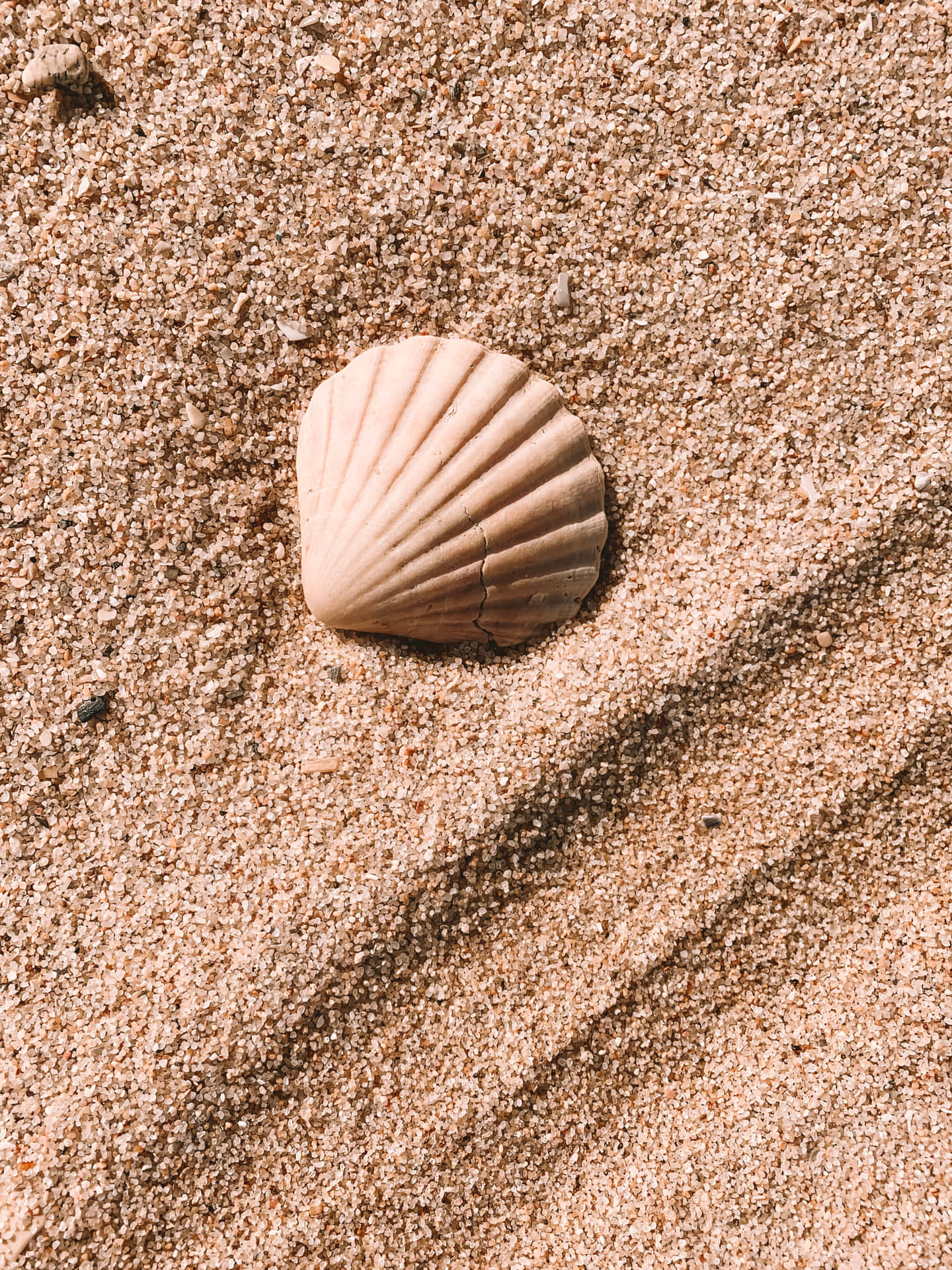 White Cockle Seashell On The Sand