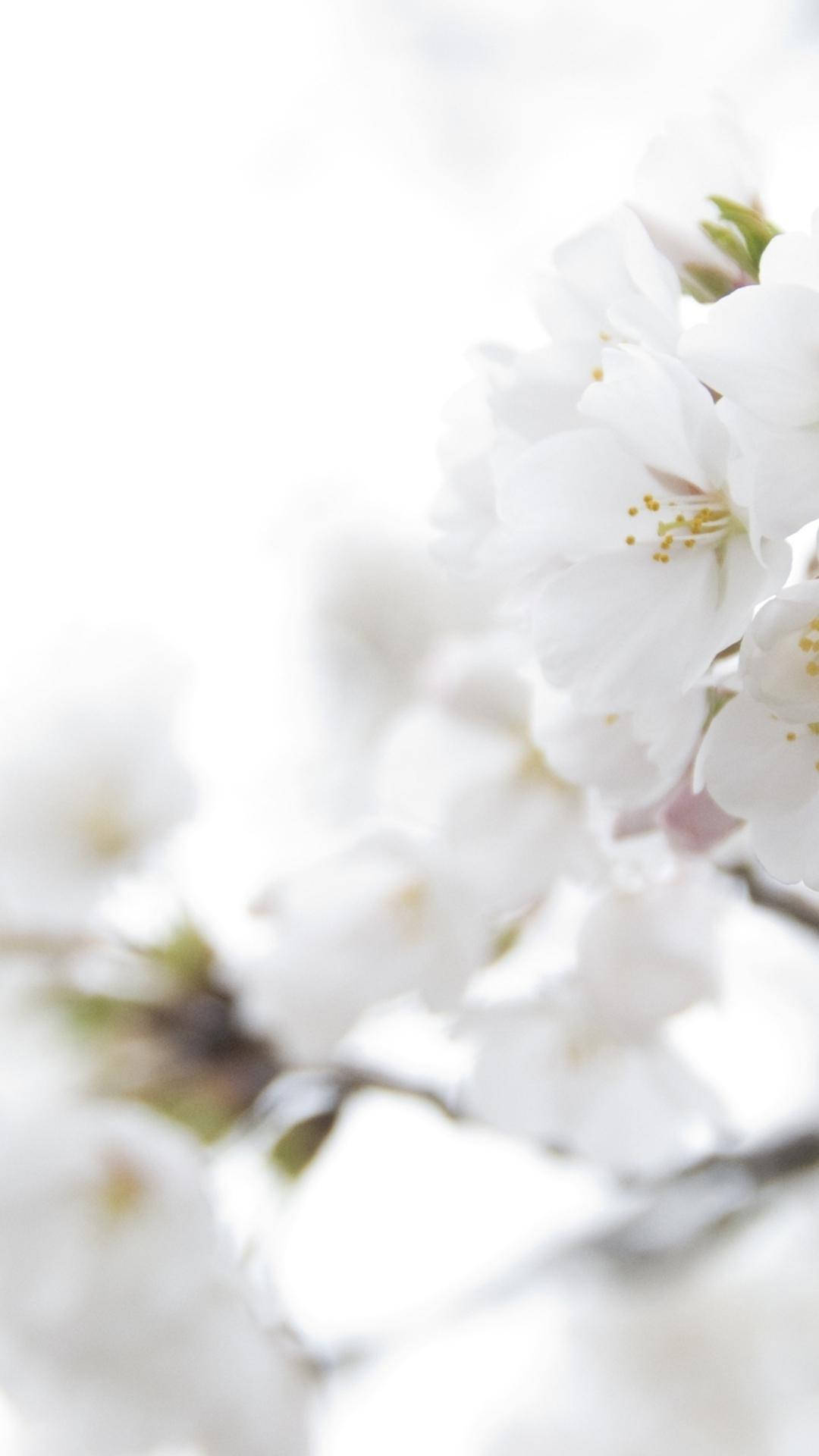 White Color Cherry Blossoms Background