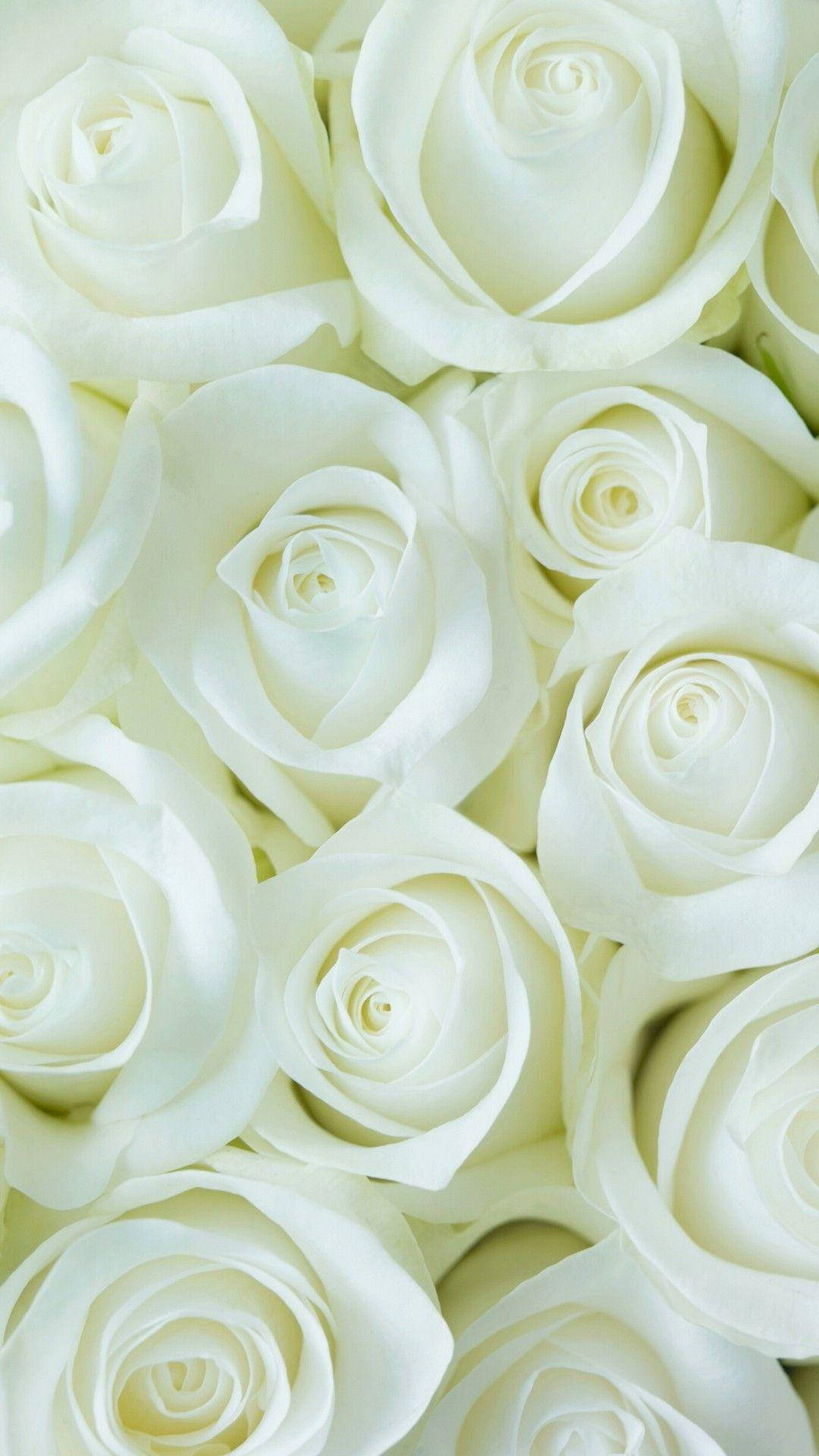 White Color Rose Flowers Background