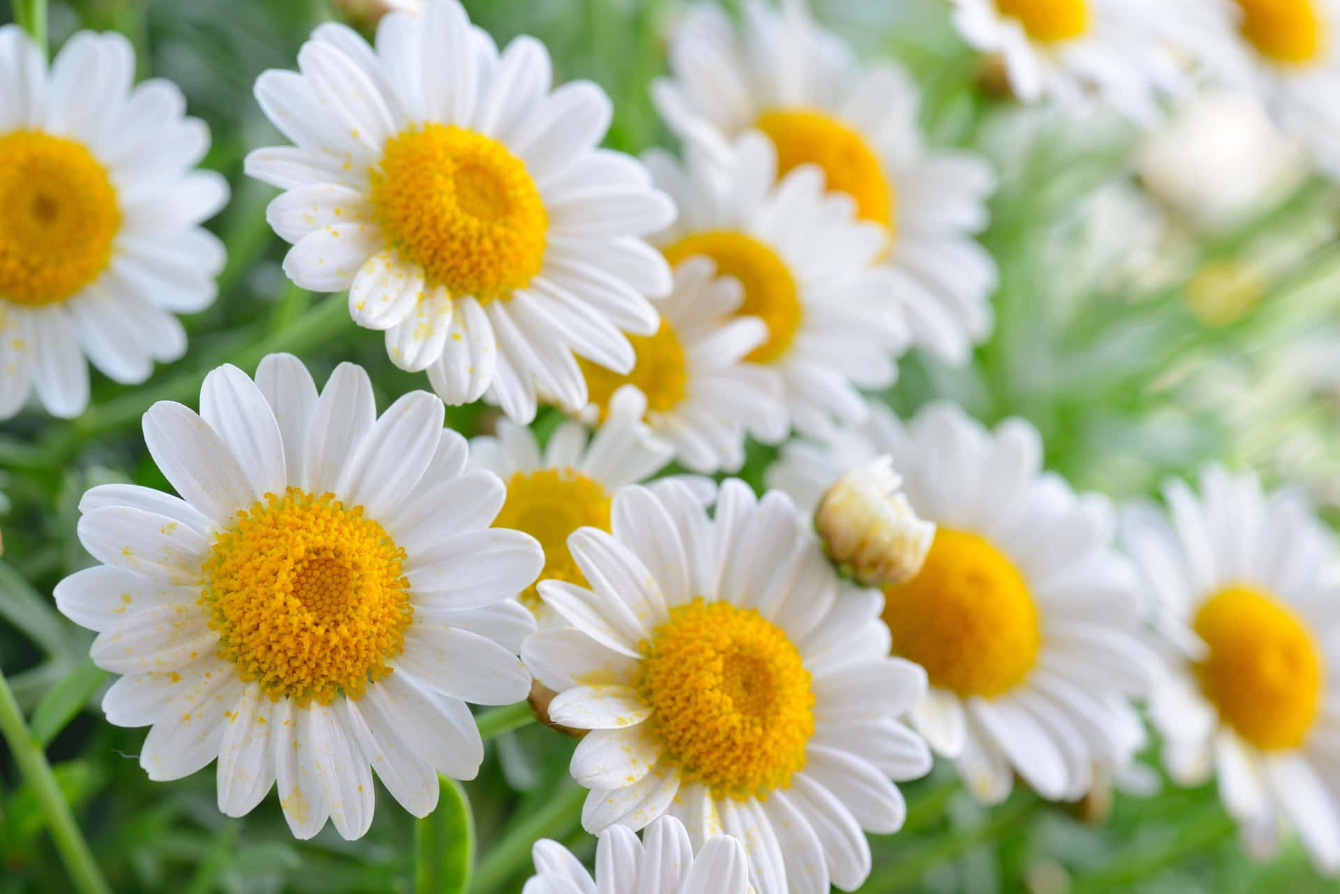 White Colorful Daisies Background