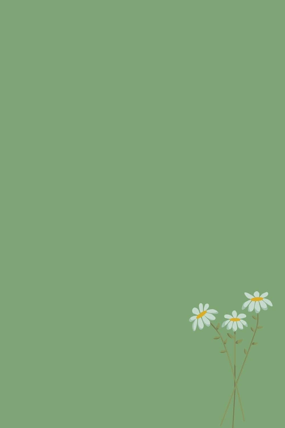 White Common Daisy Against A Cute Sage Green Backdrop Background