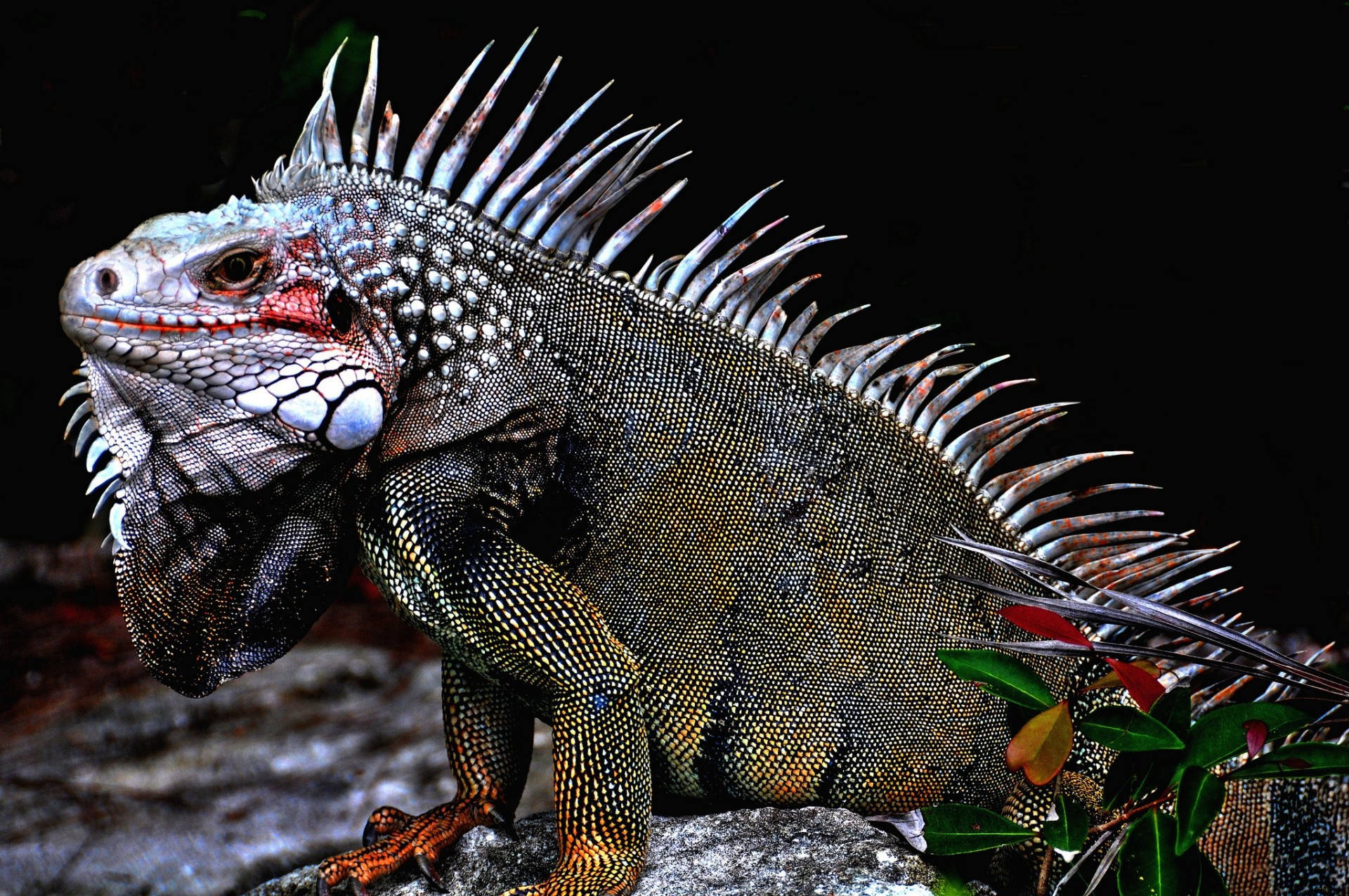 White Crested Green Iguana