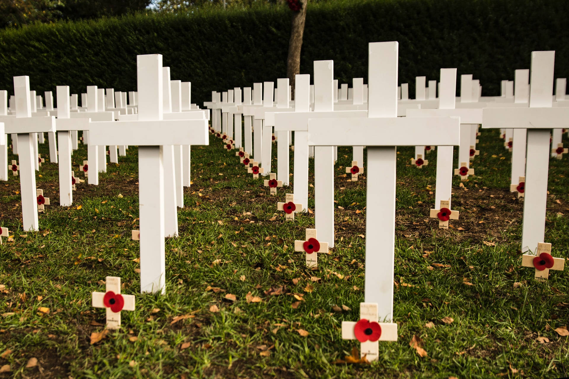 White Crosses With Remembrance Day Memorabilia