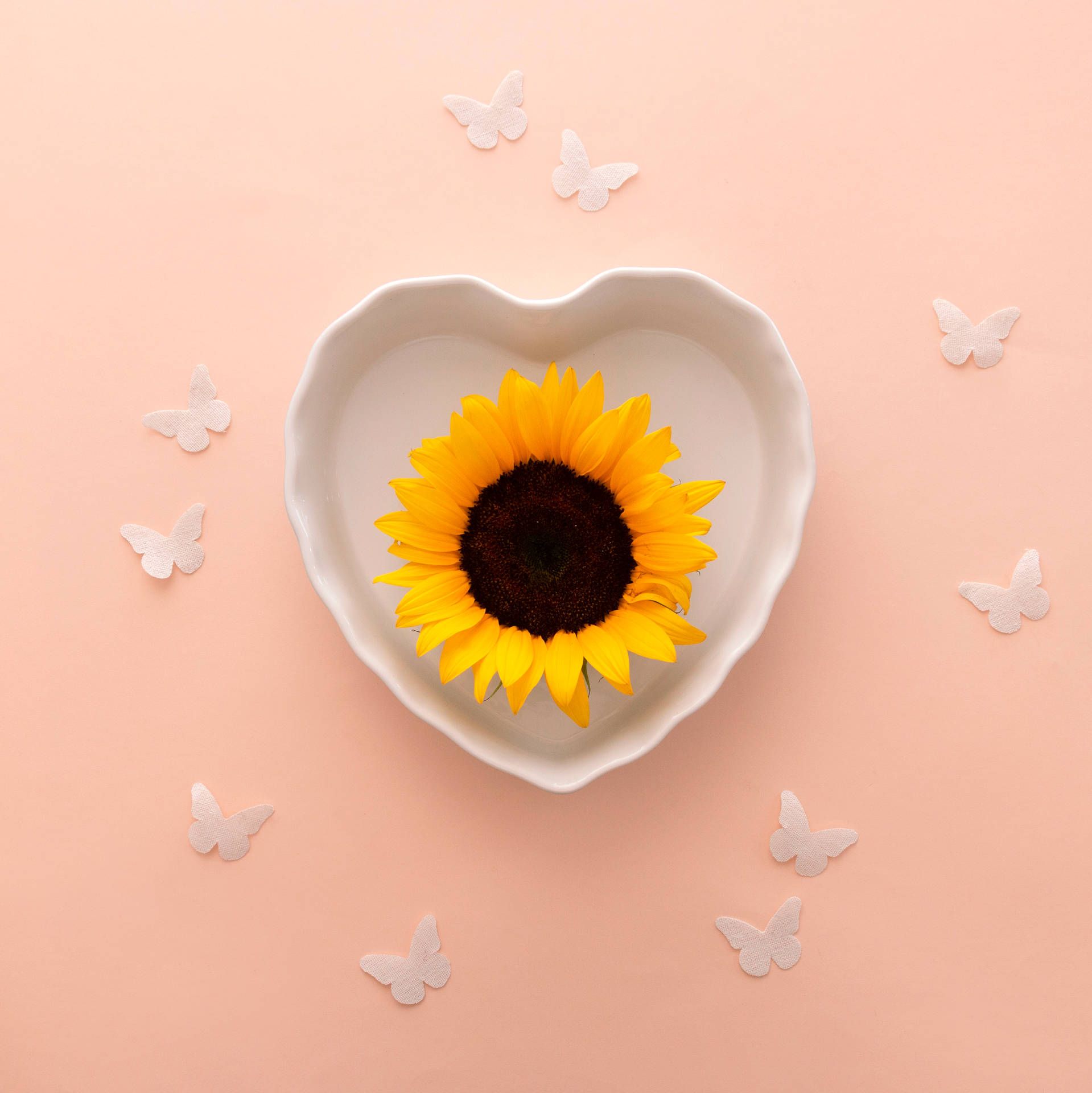 White Cup Sunflower Aesthetic Background