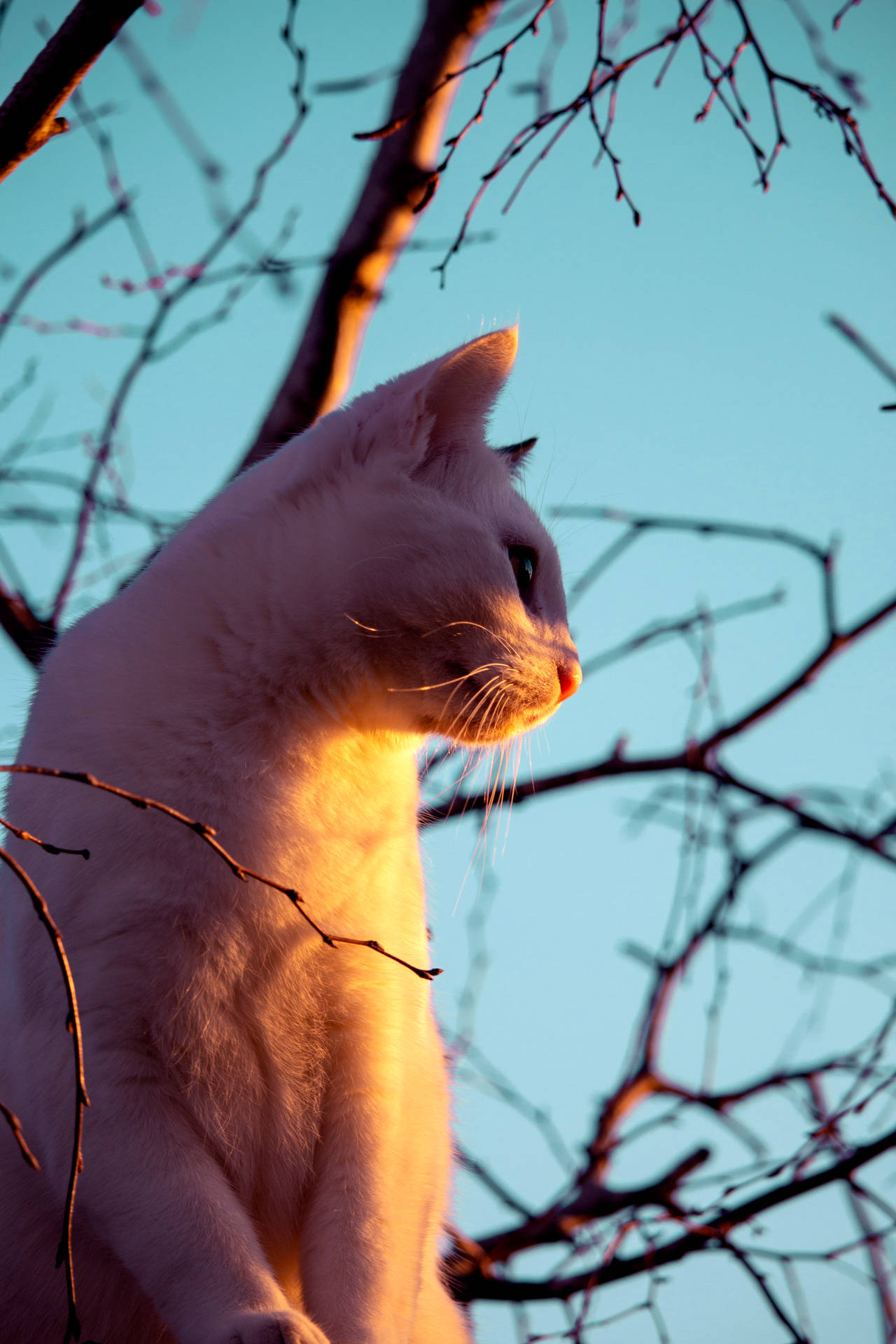 White Cute Cat Aesthetic Background