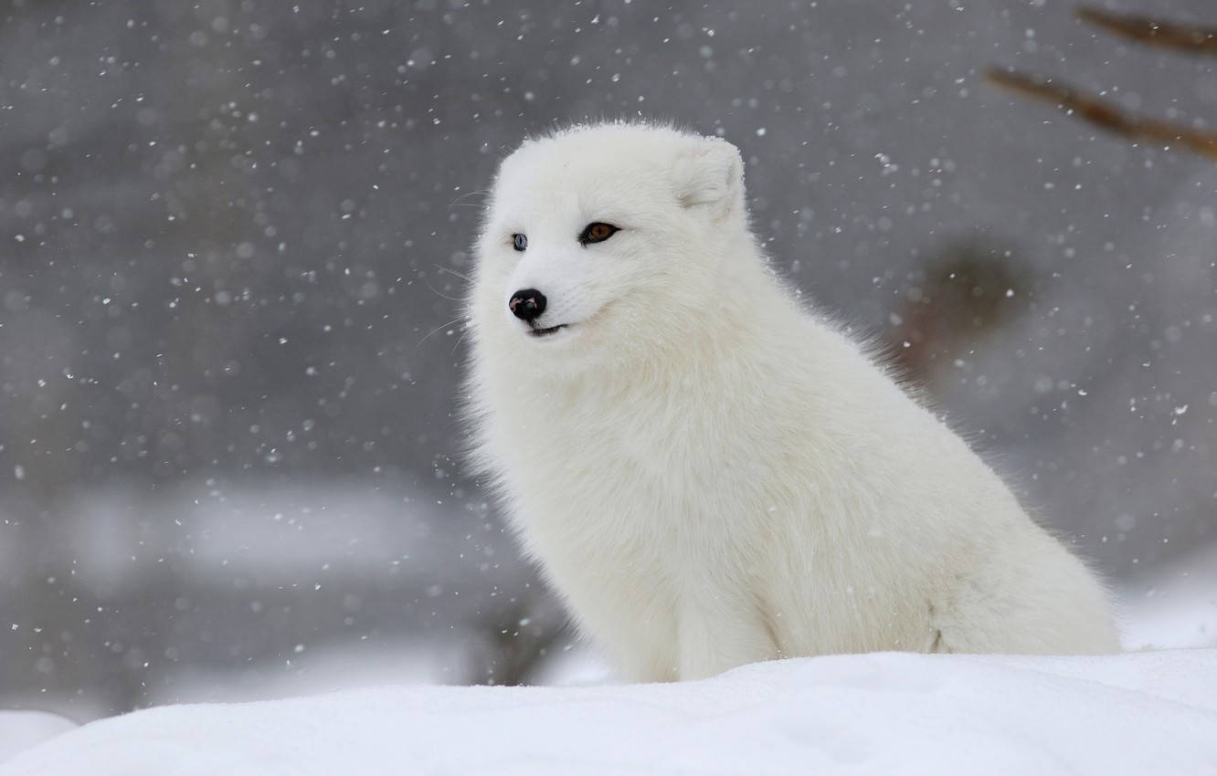 White Cute Fox In Snow Background