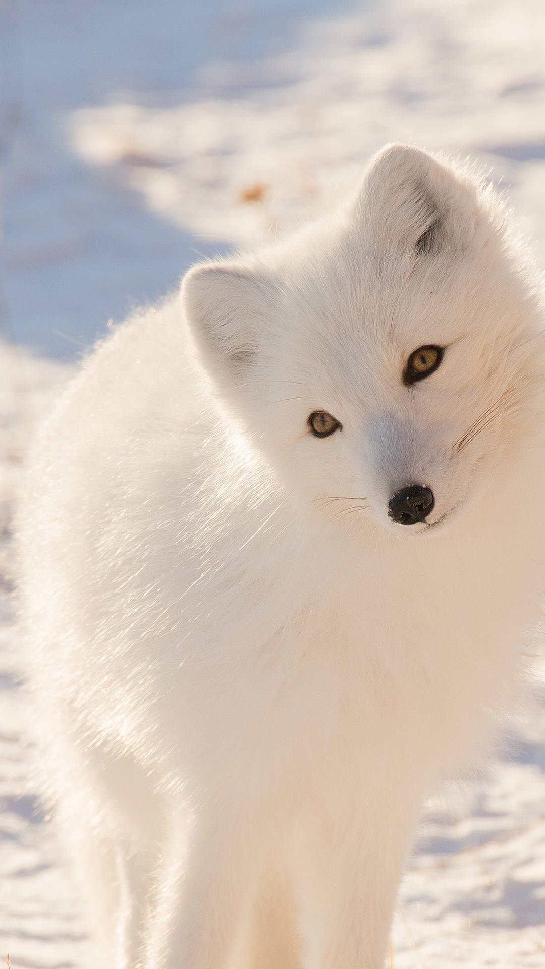 White Cute Fox Background