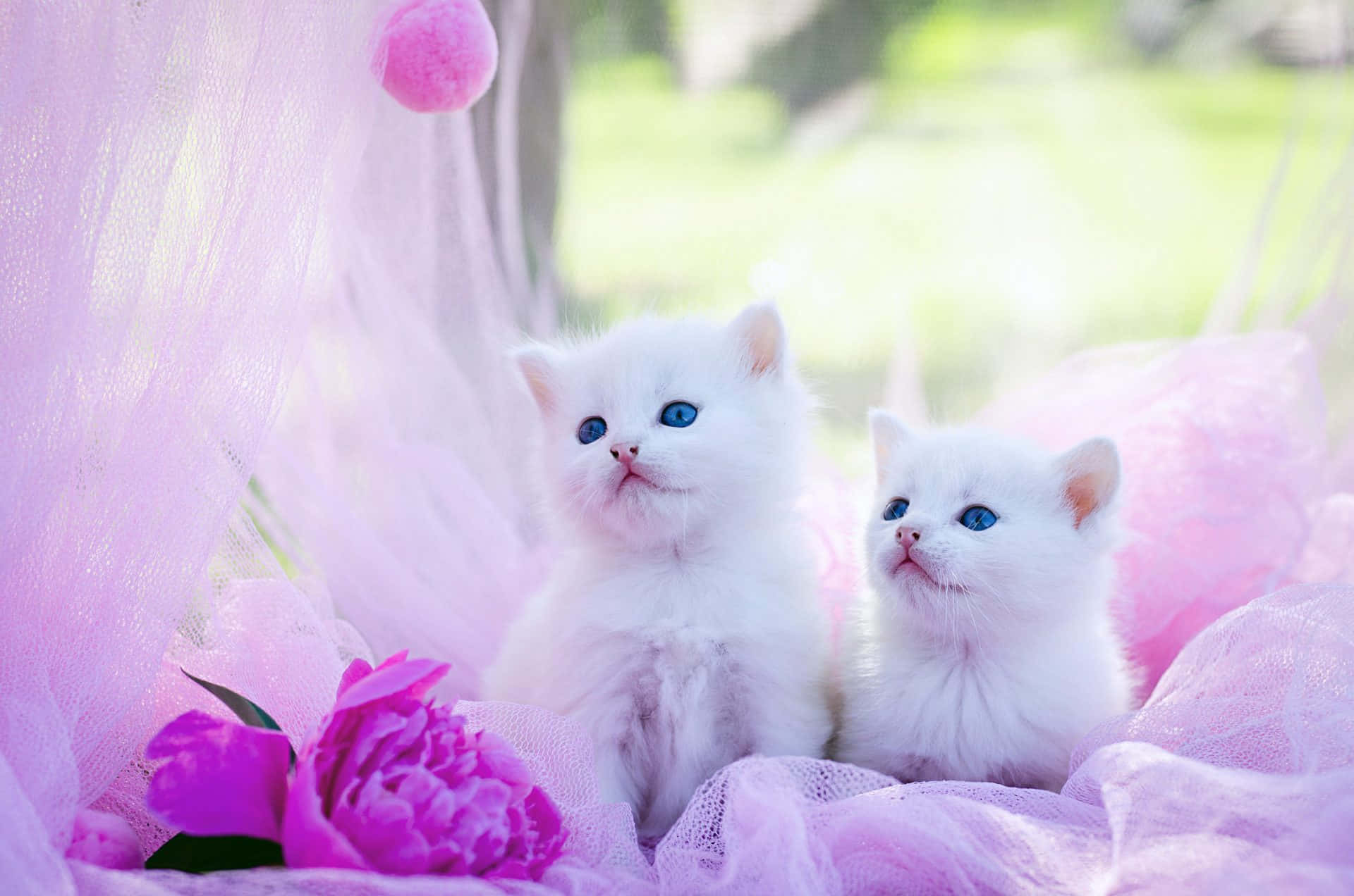 White Cute Kitties With Purple Flowers