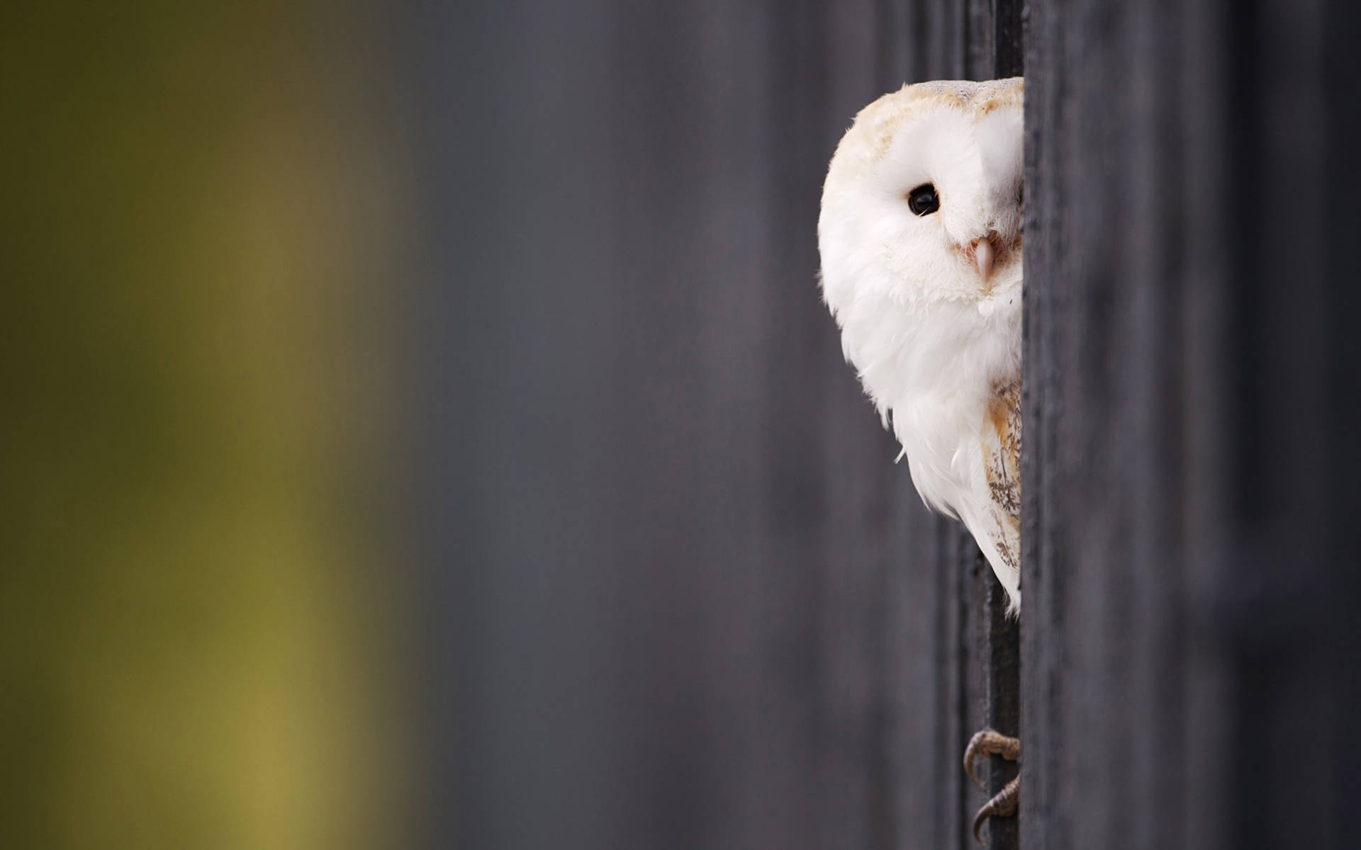 White Cute Owl Background