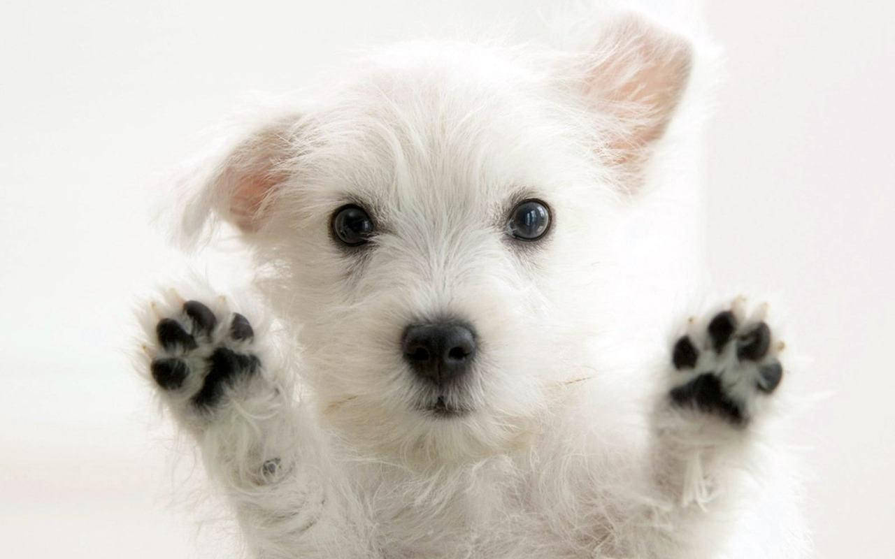 White Cute Puppy Black Paw Background