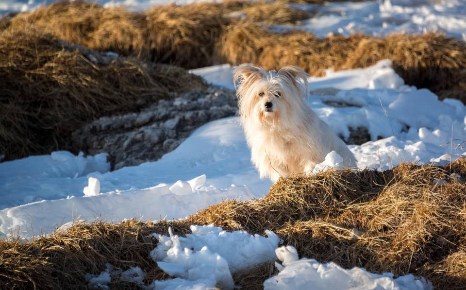 White Cute Puppy On Ice Background