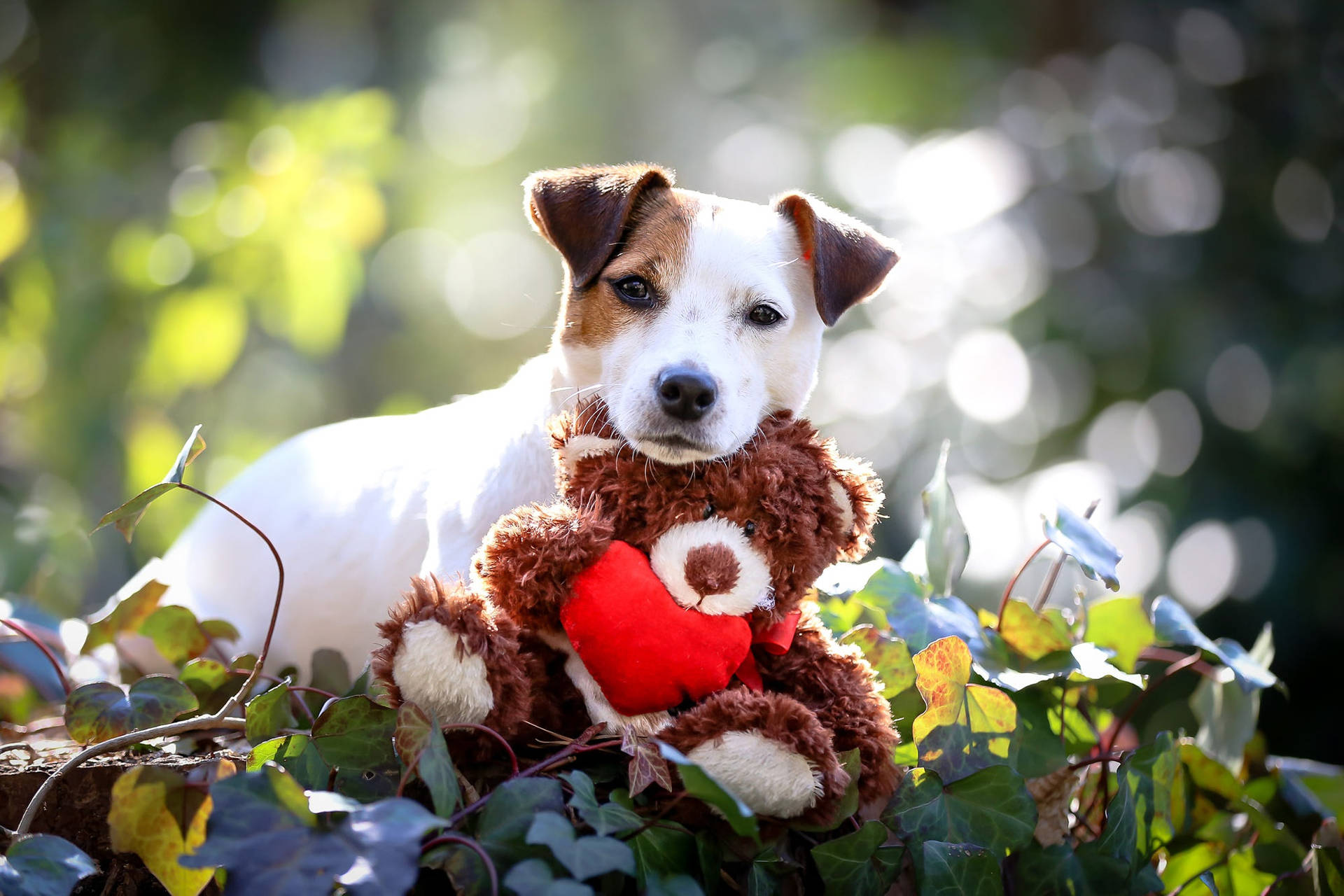 White Cute Puppy With Bear Background