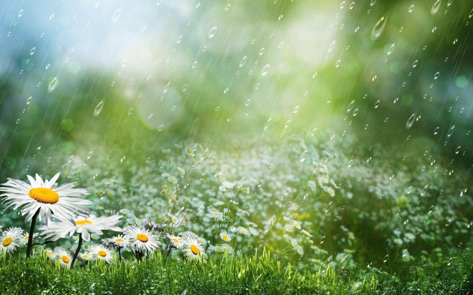 White Daisies Amidst Beautiful Rain Background