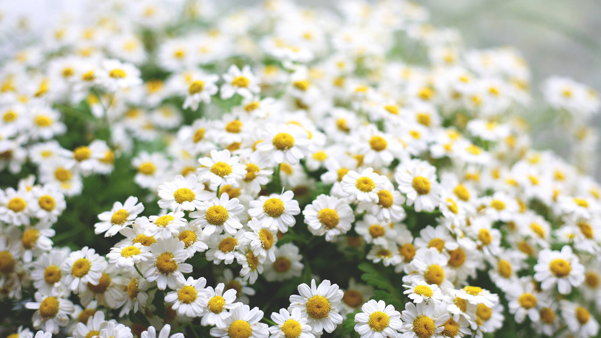 White Daisies Full Screen 4k Flowers Background