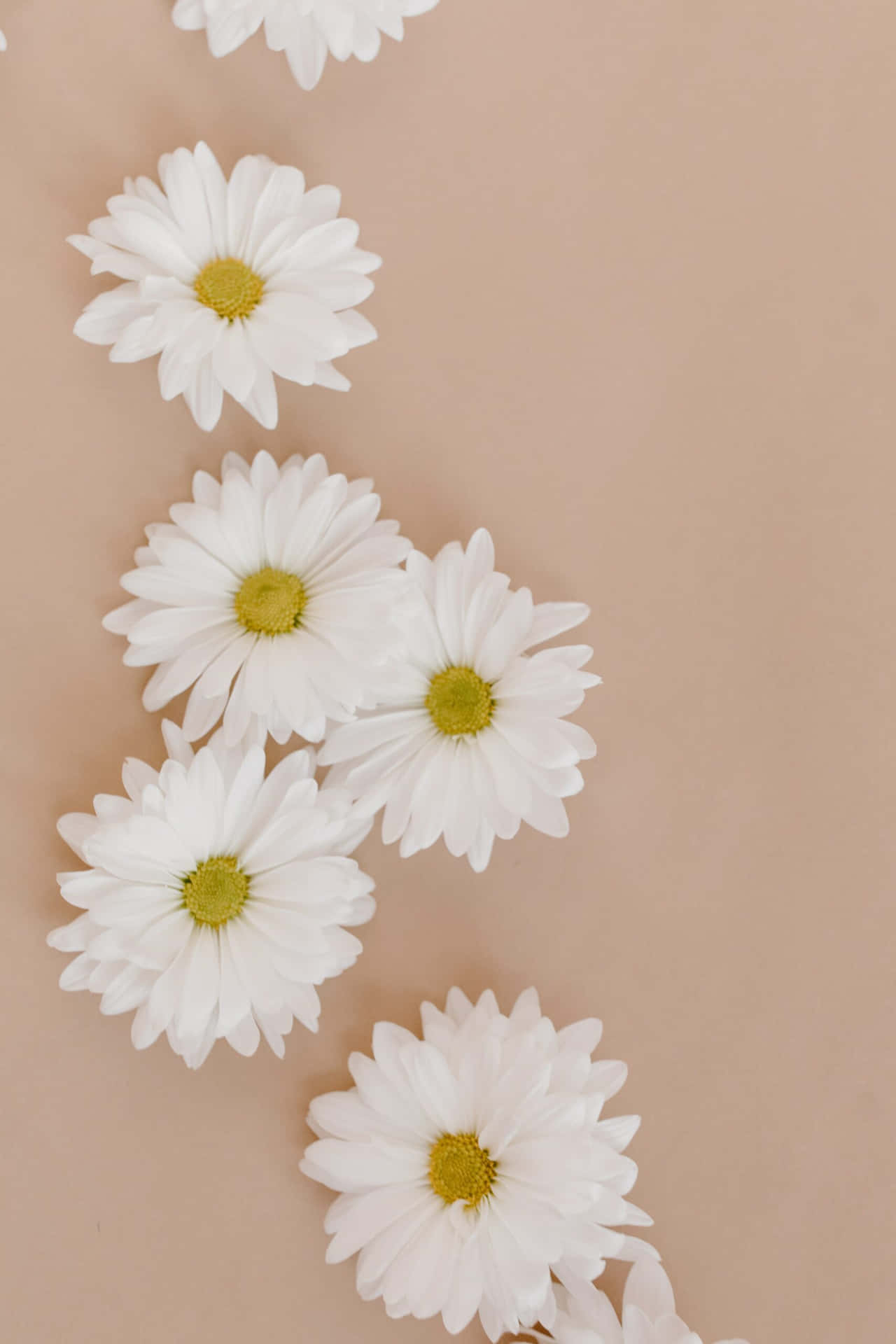 White Daisies On A Beige Background Background