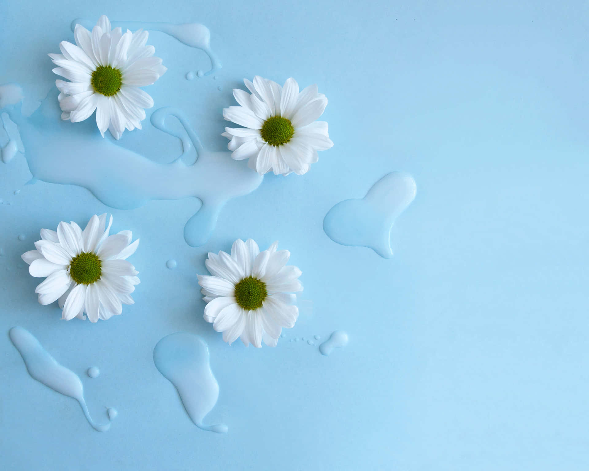 White Daisies On A Blue Background With Water Drops Background