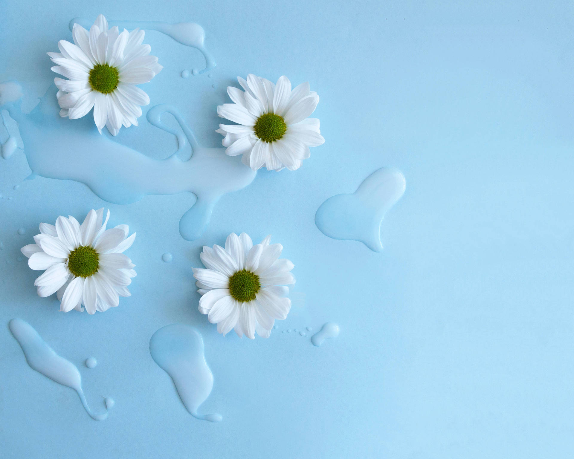 White Daisies On A Blue Background With Water Drops