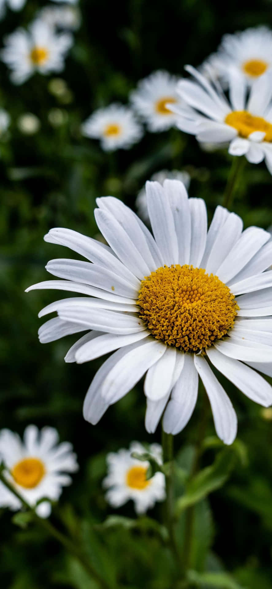 White Daisies With Yellow Centers In A Field Background