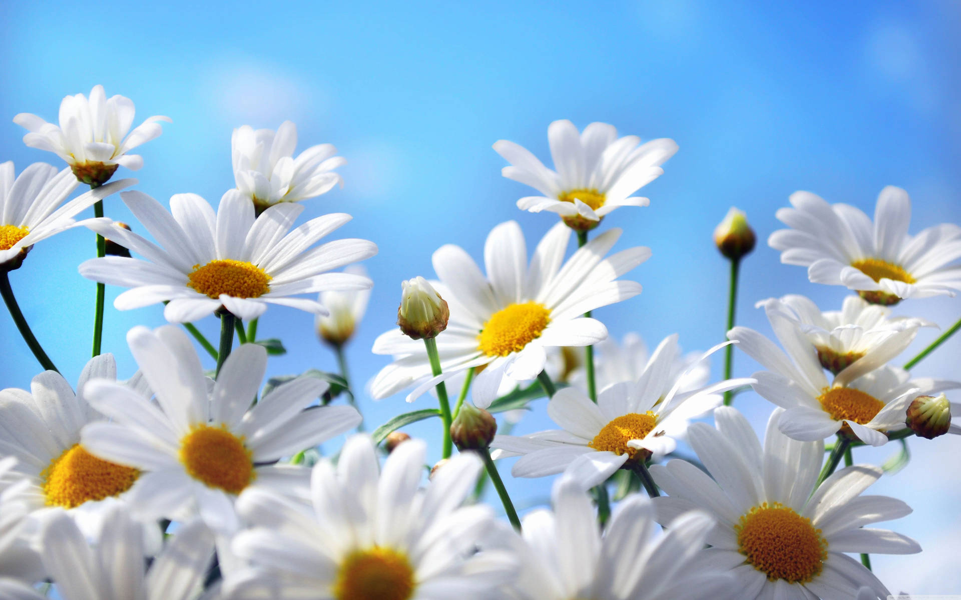 White Daisy Aesthetic Blue Sky