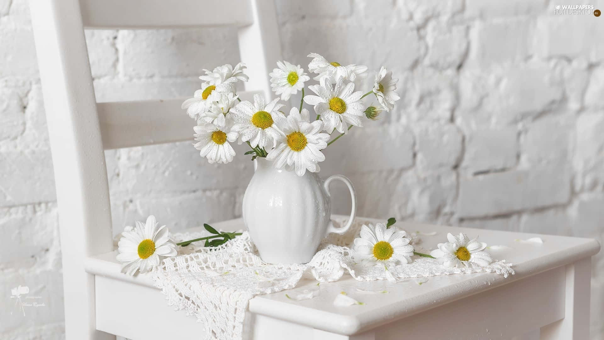 White Daisy Aesthetic Computer Background