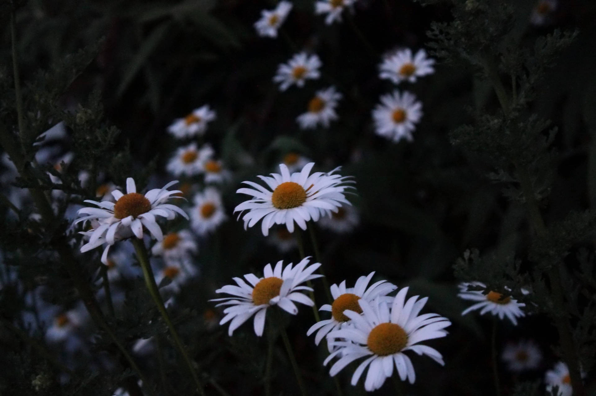 White Daisy Aesthetic Dark Photography Background