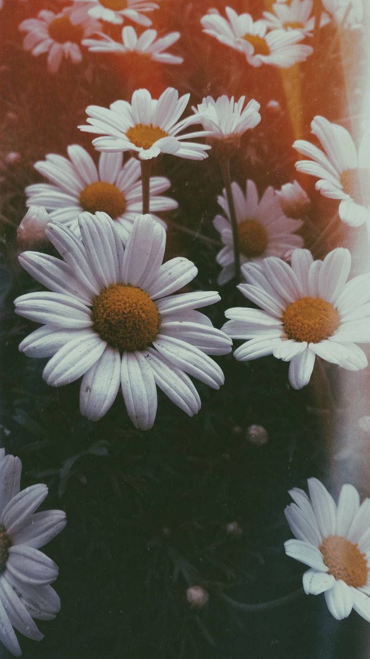 White Daisy Aesthetic Film Effect Background