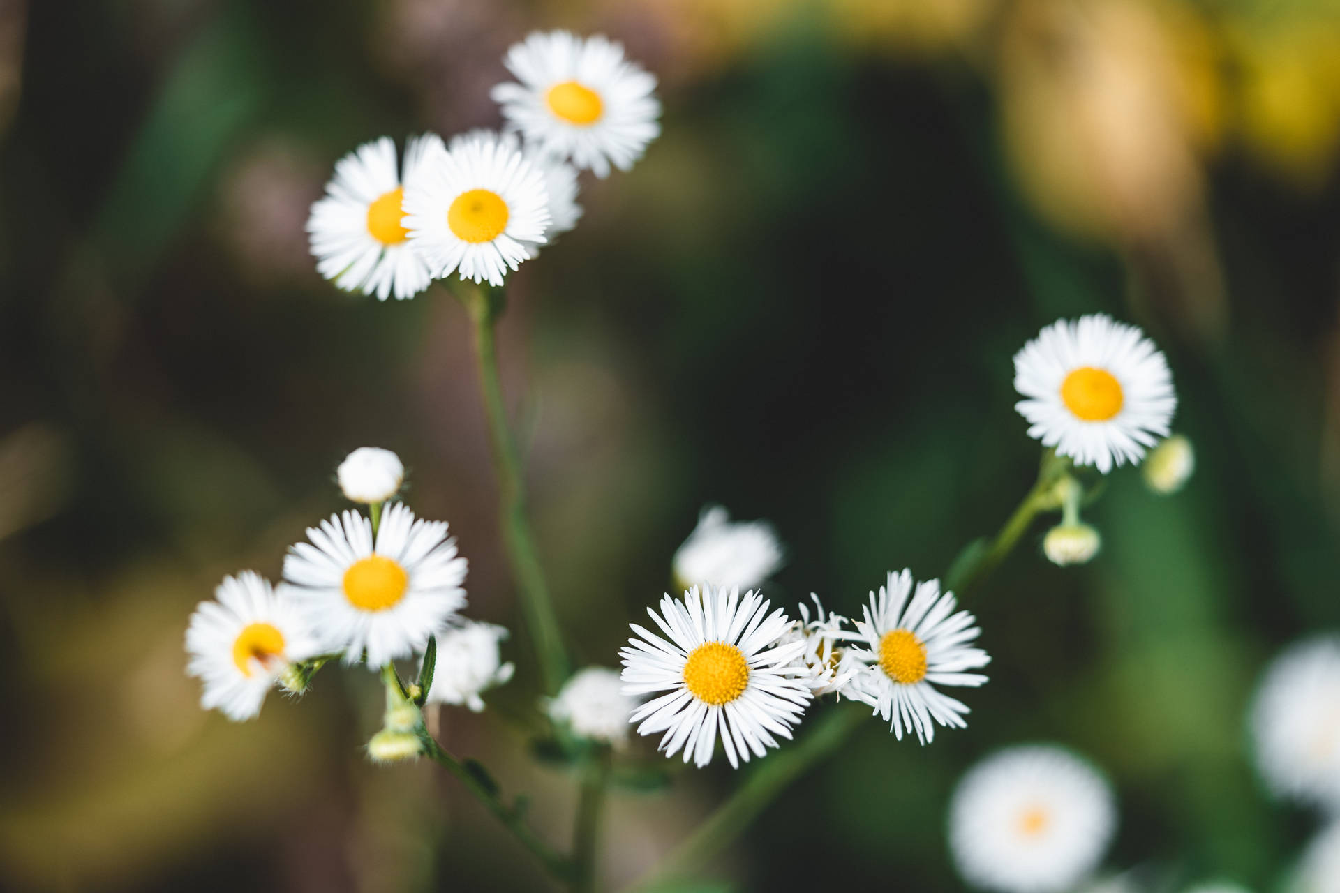White Daisy Aesthetic Flower Background