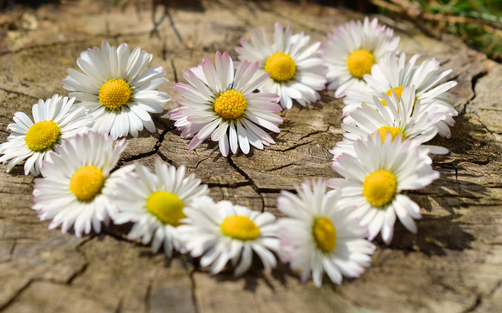 White Daisy Aesthetic Heart Background