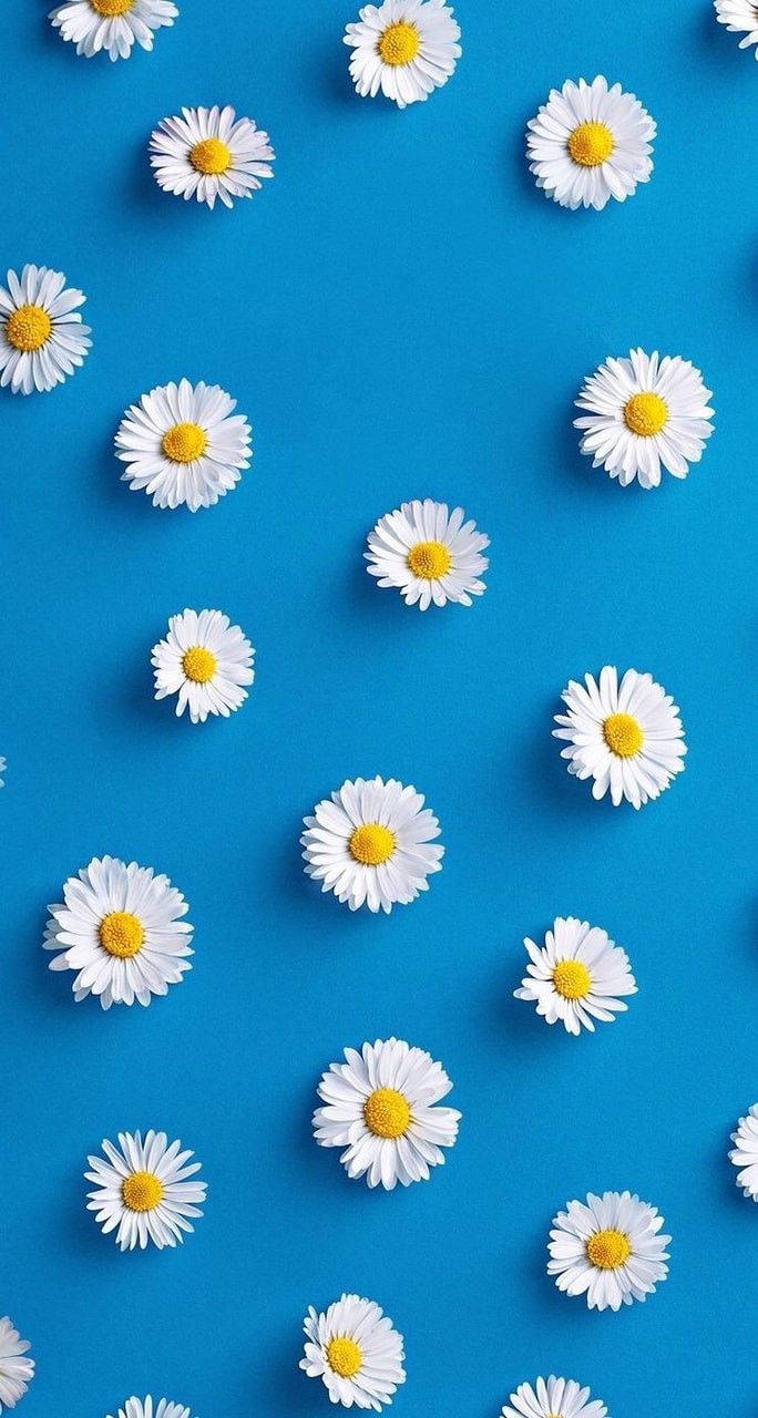 White Daisy Aesthetic In Blue