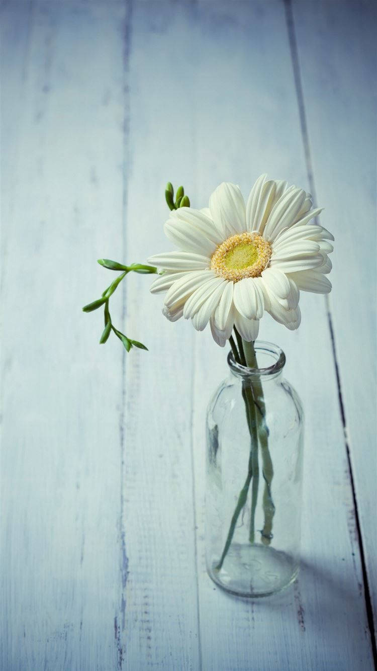 White Daisy Aesthetic In Glass Background