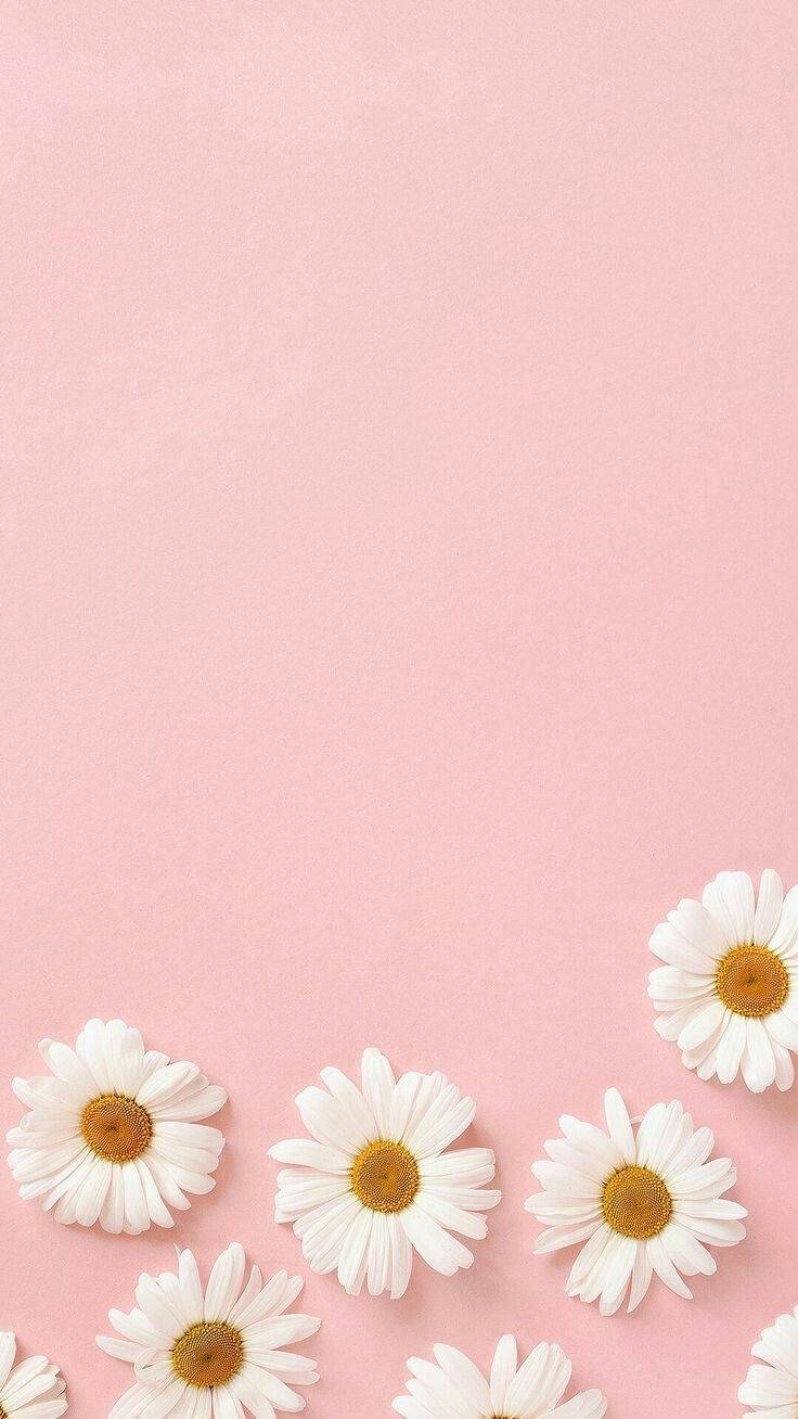 White Daisy Aesthetic In Pink Background