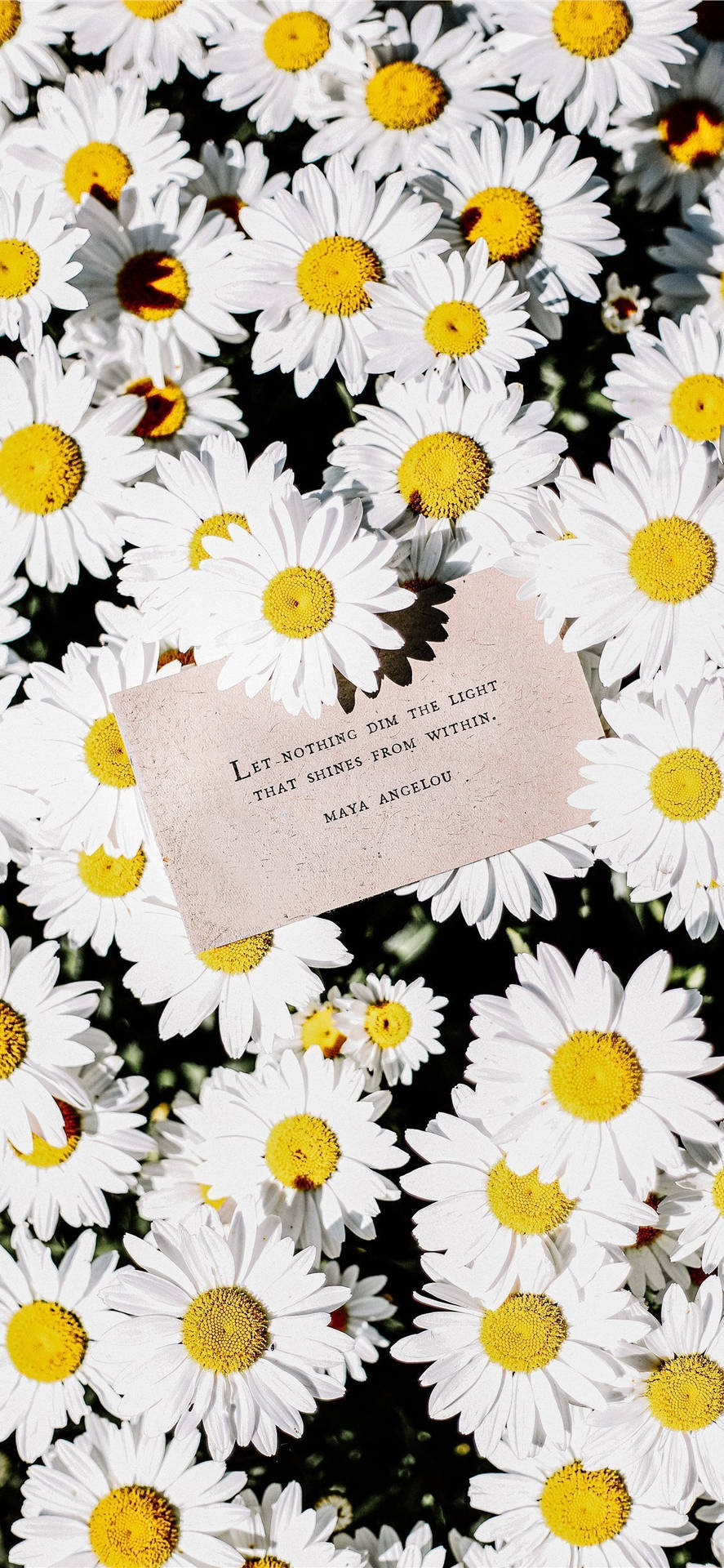 White Daisy Aesthetic With Note